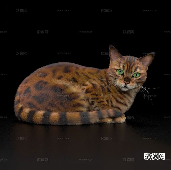 动物 猫 宠物猫 豹猫3d模型