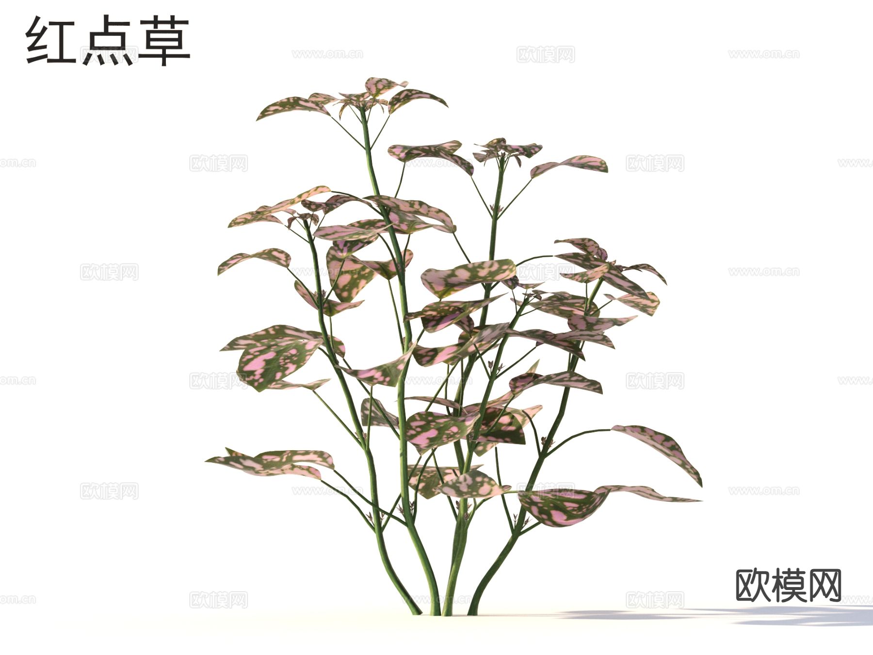 红点草 花草灌木 植物类3d模型