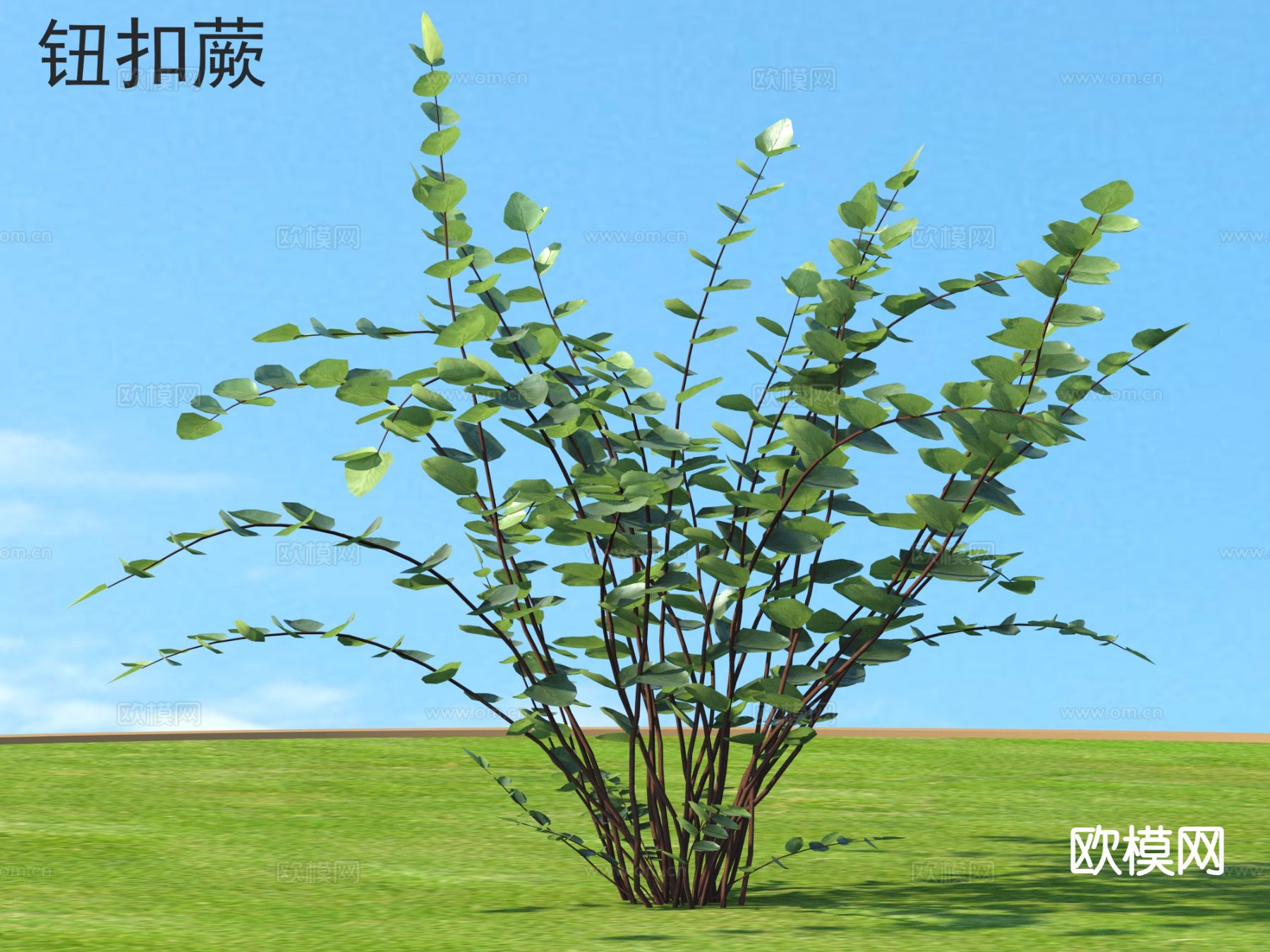 钮扣蕨 花草灌木 植物类3d模型