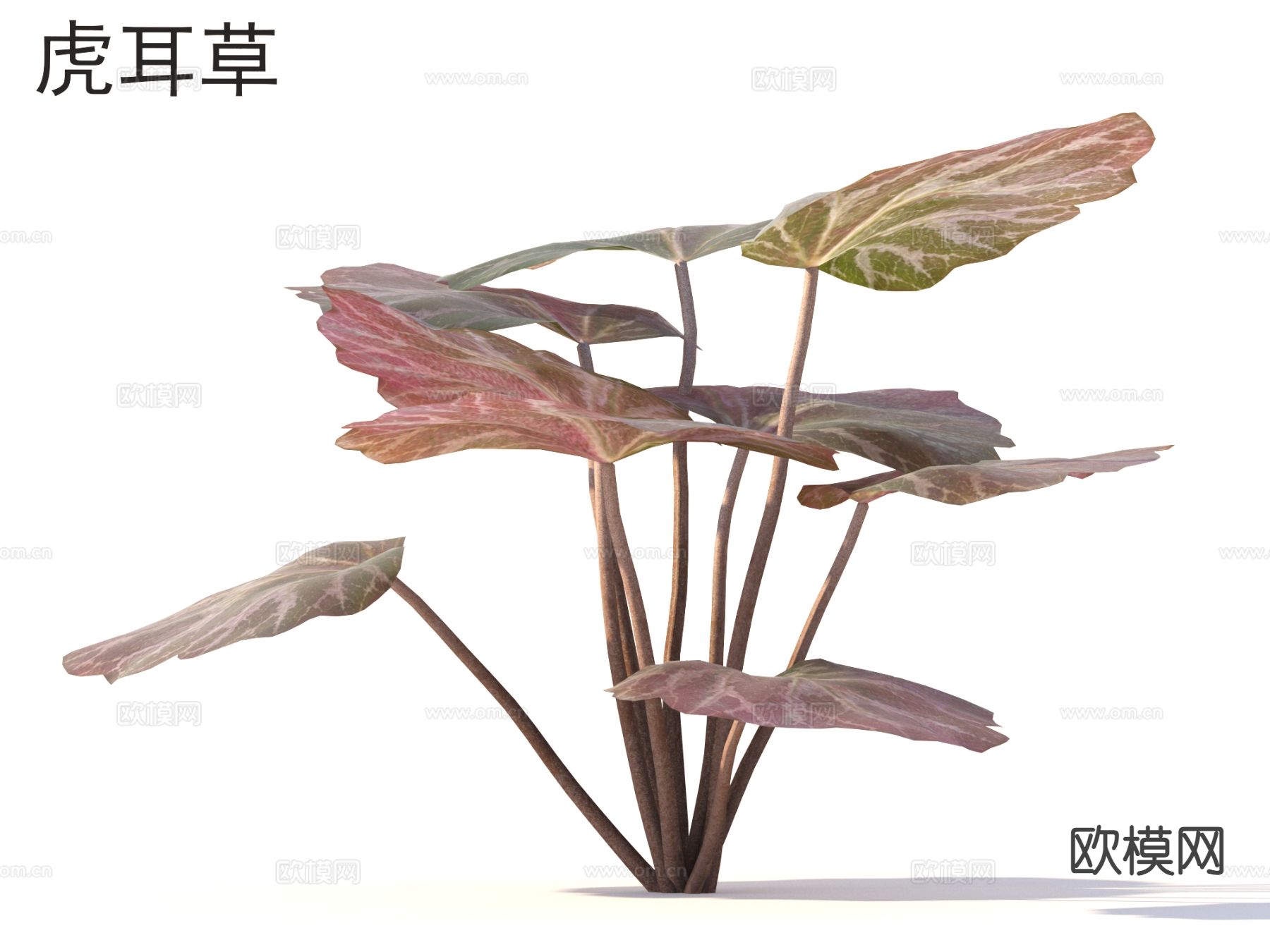 虎耳草 花草灌木 植物类3d模型