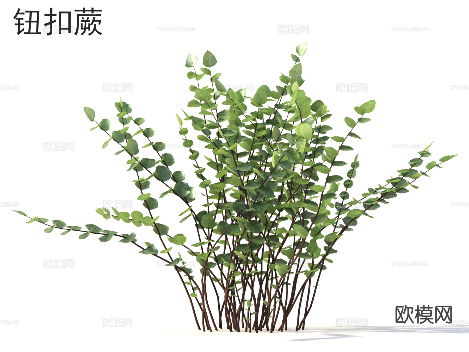 钮扣蕨 花草灌木 植物类3d模型