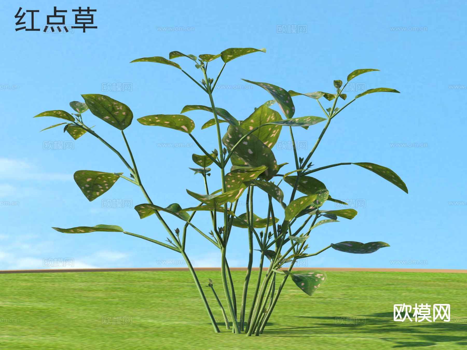 红点草 花草灌木 植物类3d模型