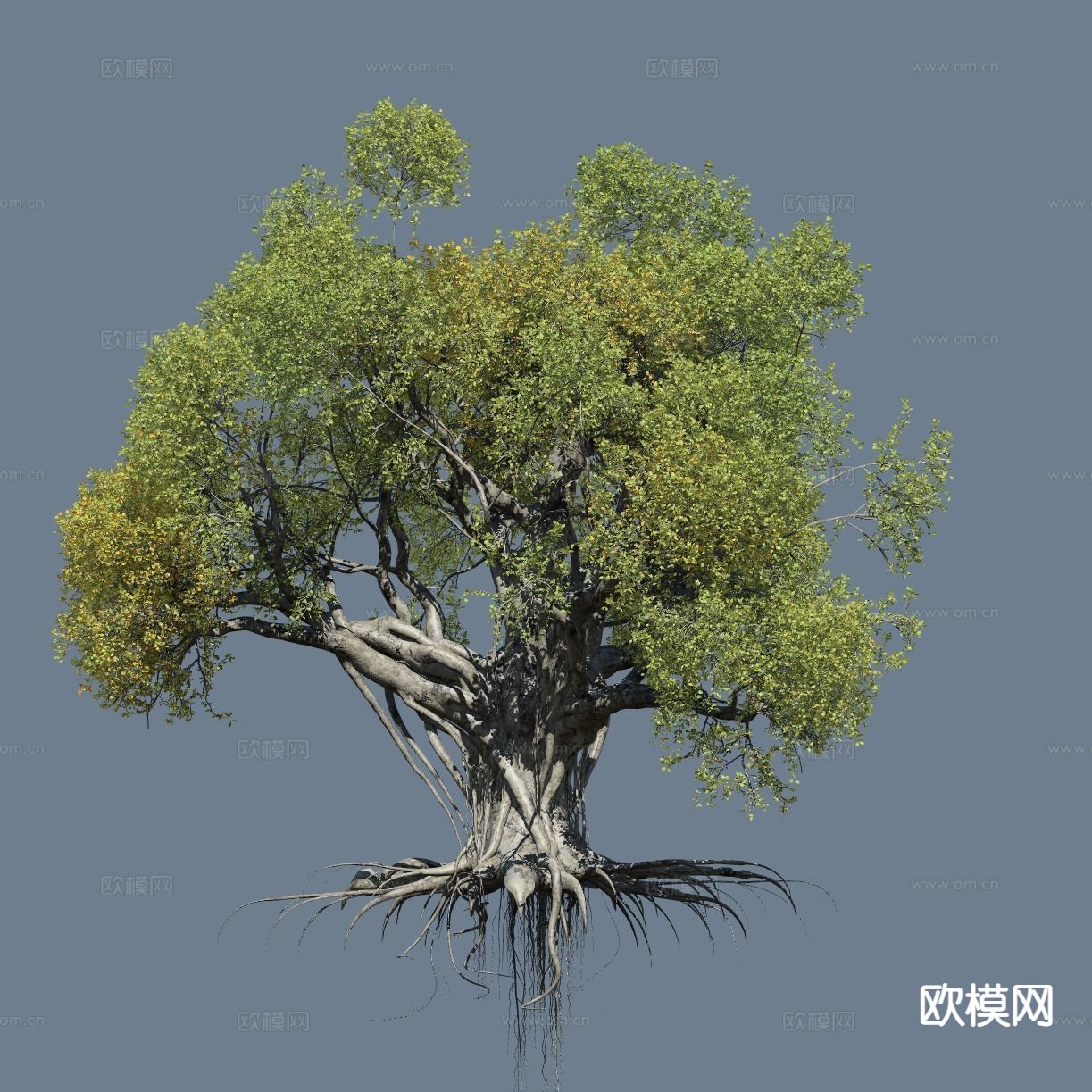 现代大树 景观树 灌木植物3d模型