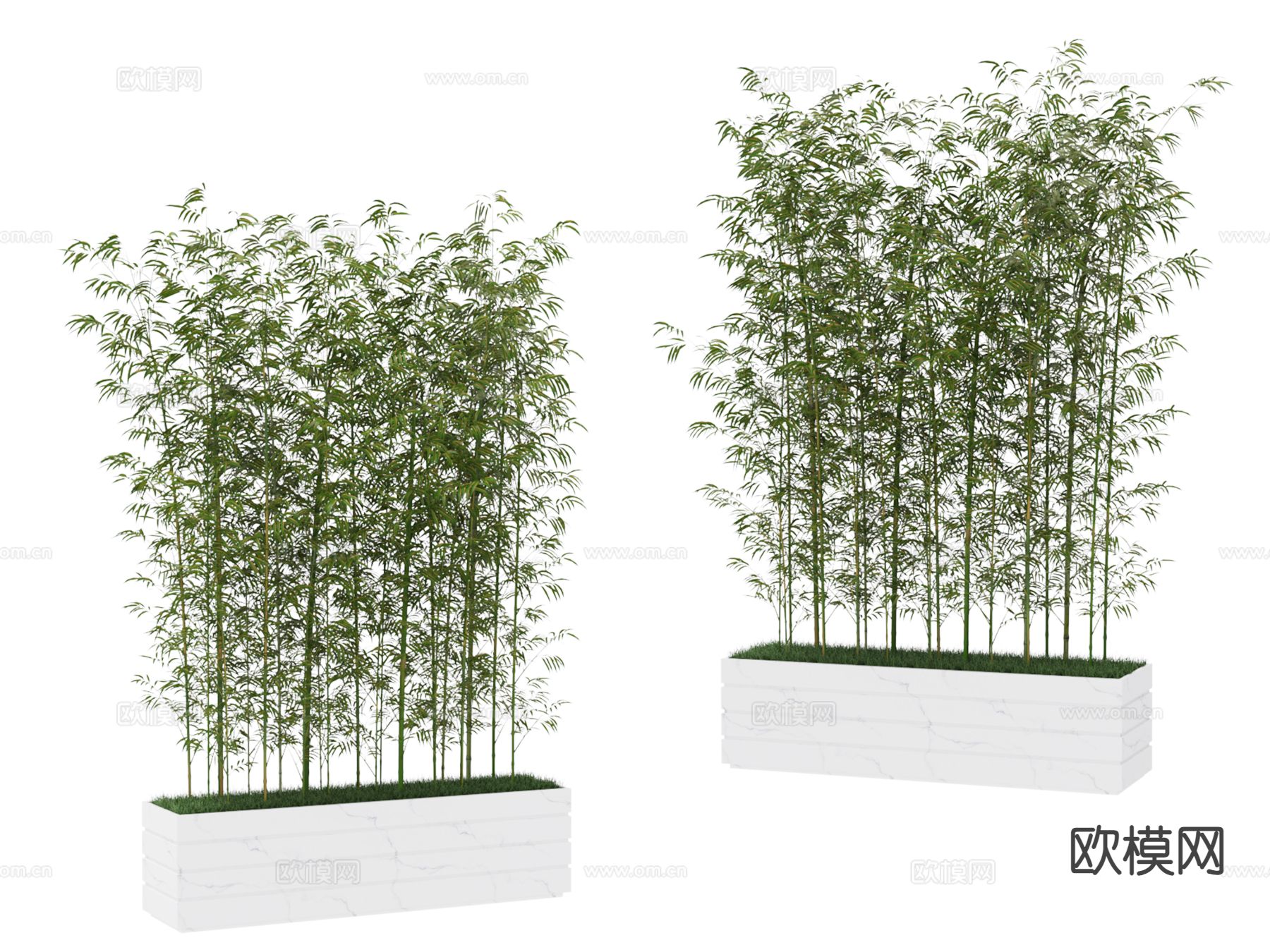 植物 竹子3d模型