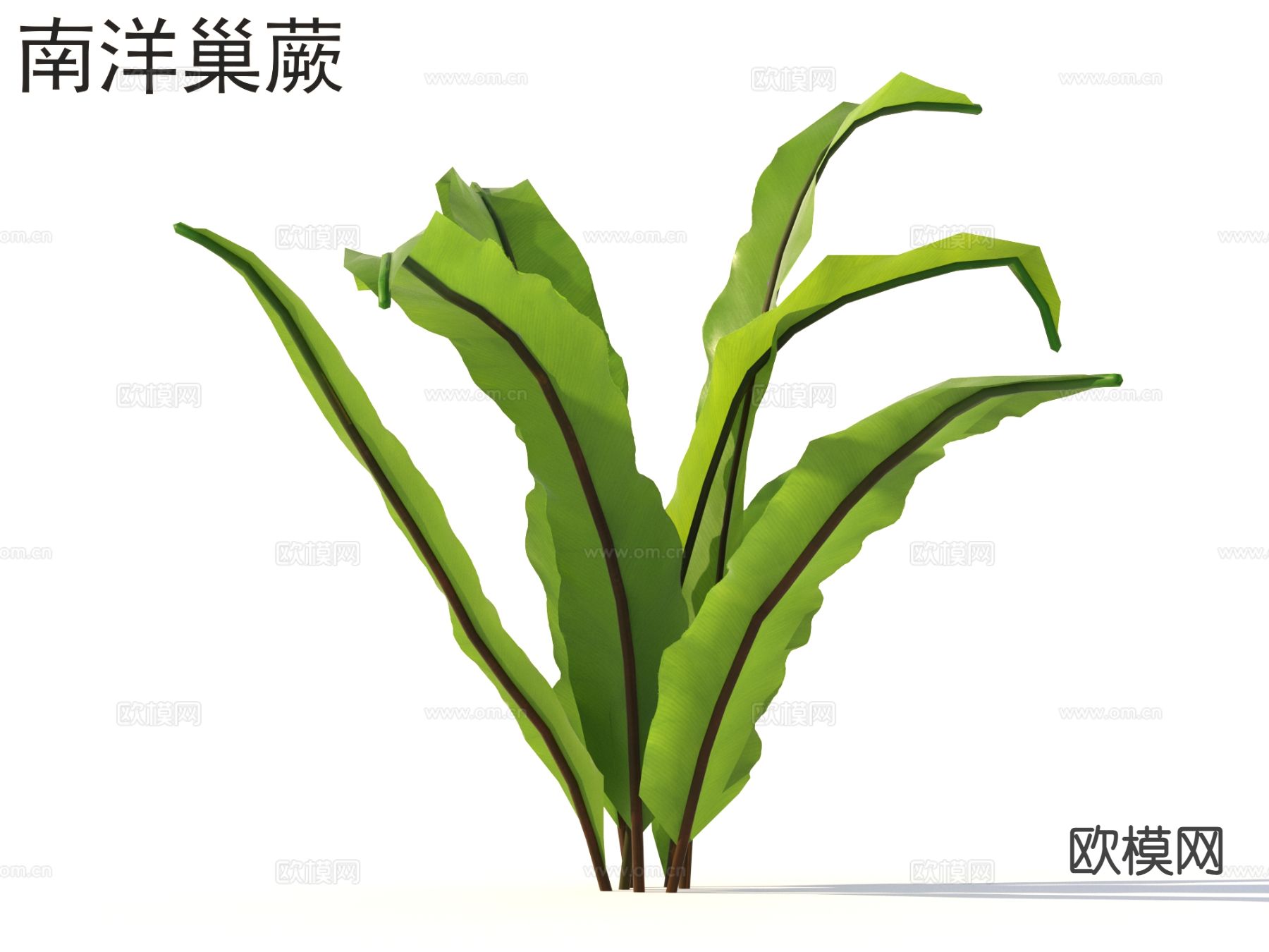 南洋巢蕨 花草灌木 植物类3d模型