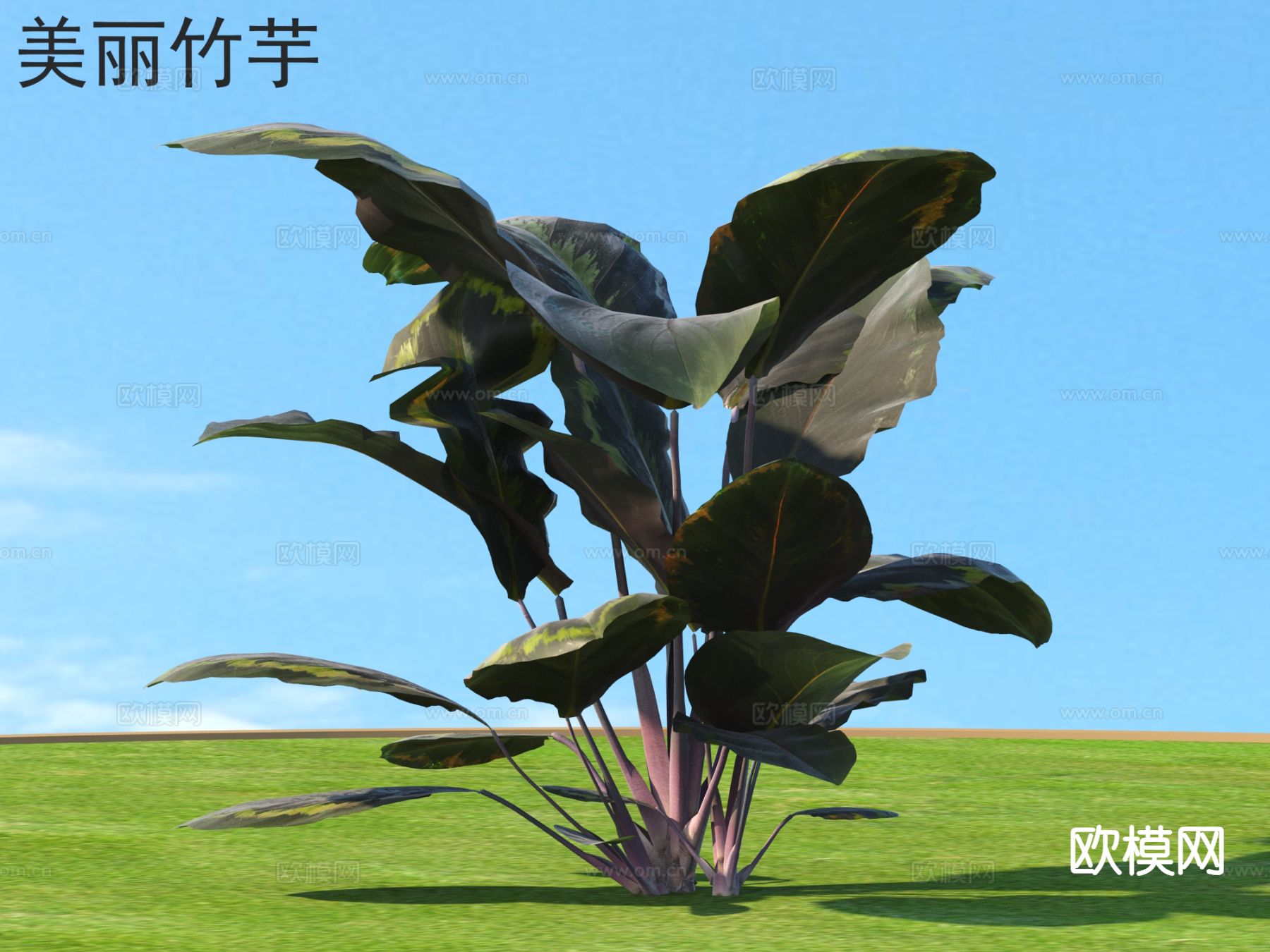 美丽竹芋 花草灌木 植物类3d模型