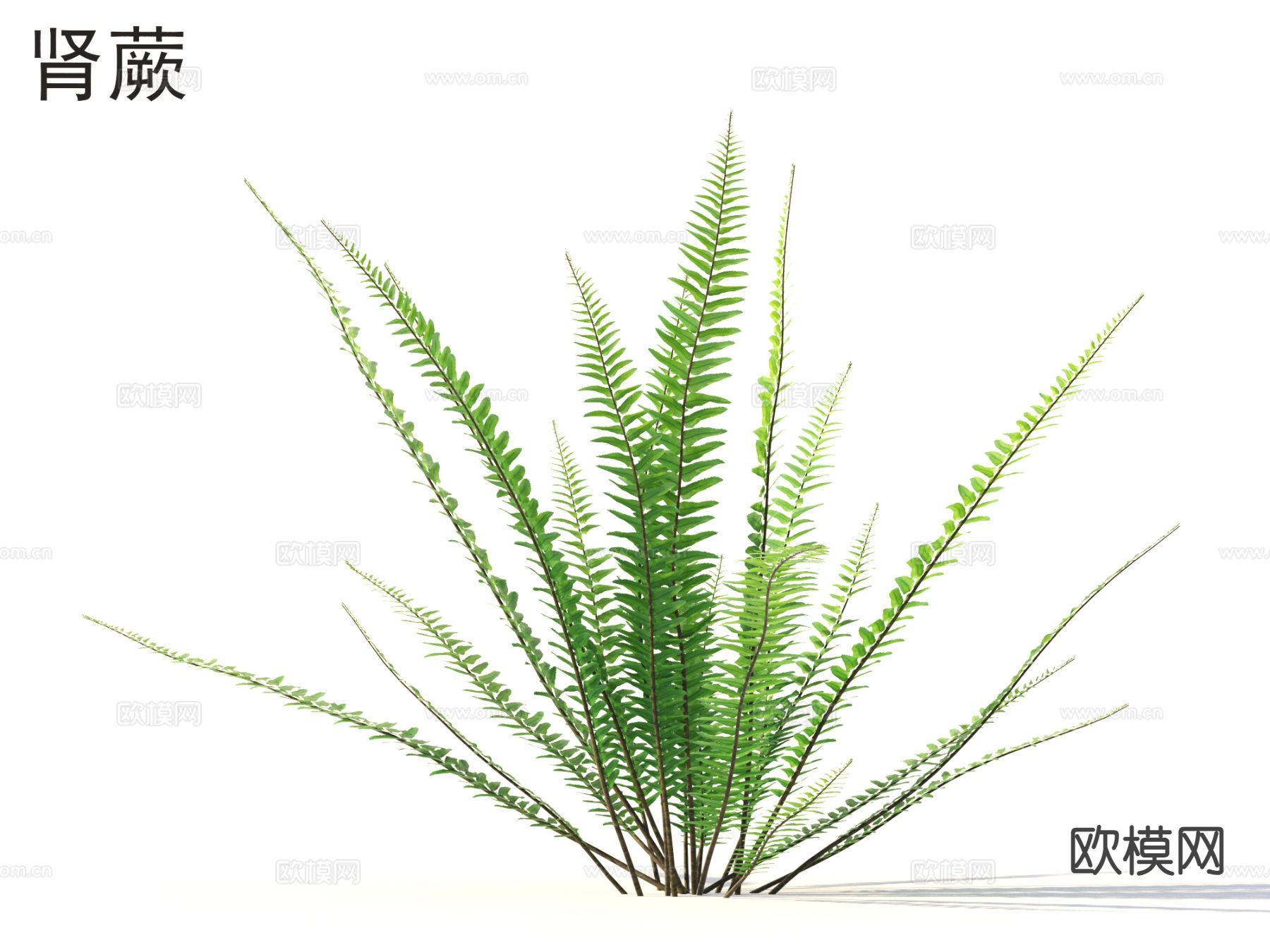 肾蕨 花草灌木 植物类3d模型