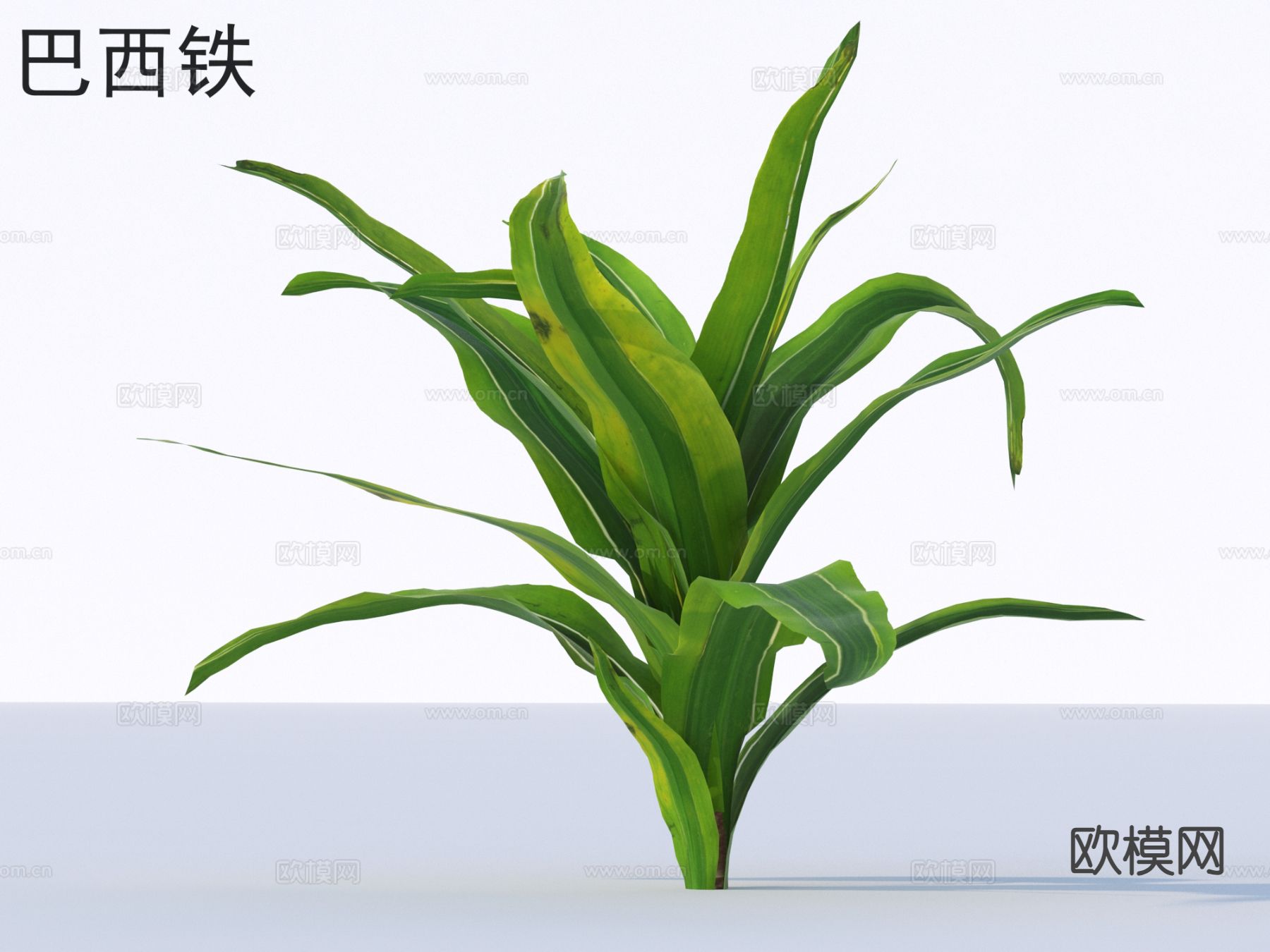 巴西铁 花草灌木 植物类3d模型