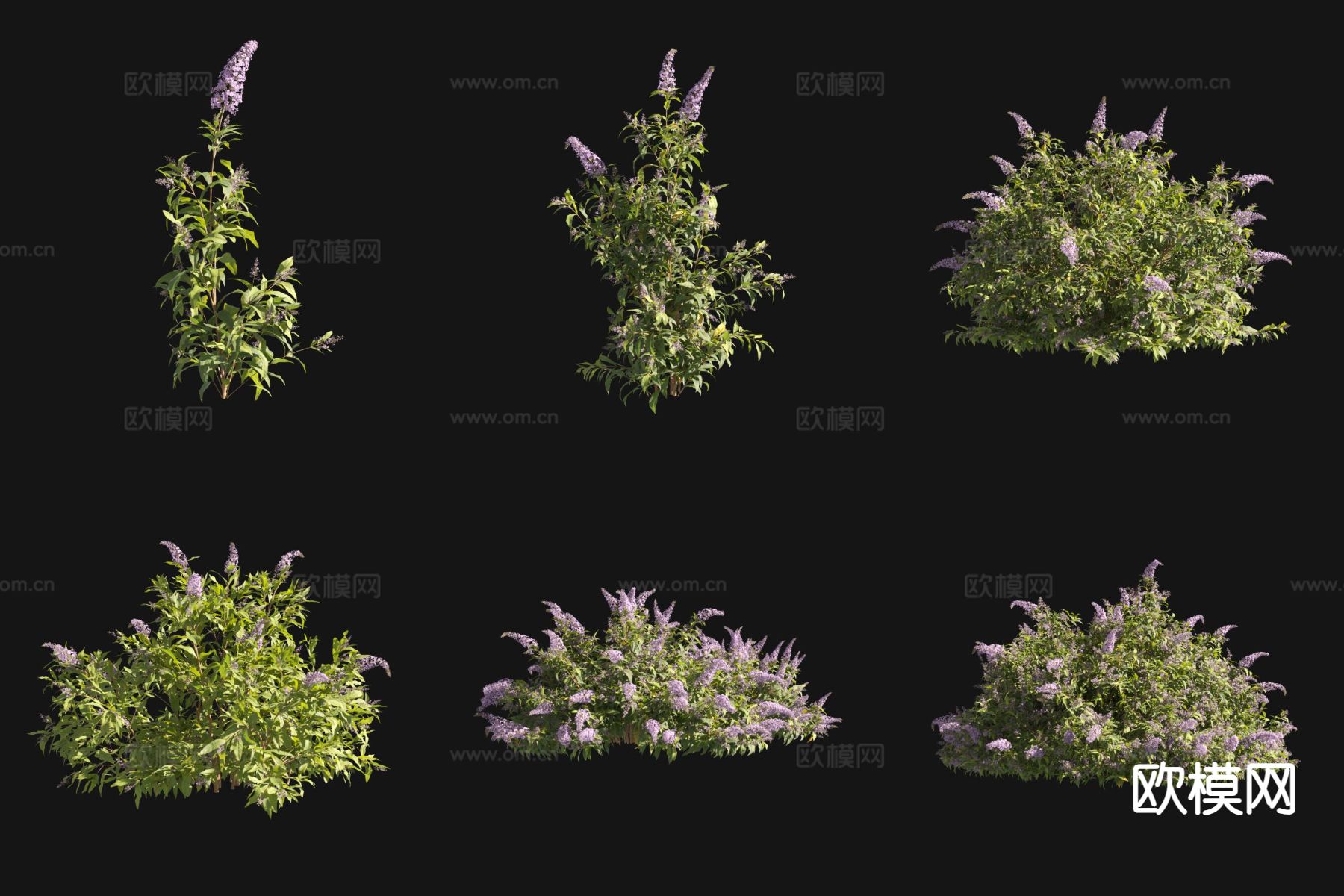 醉鱼草 花草灌木3d模型