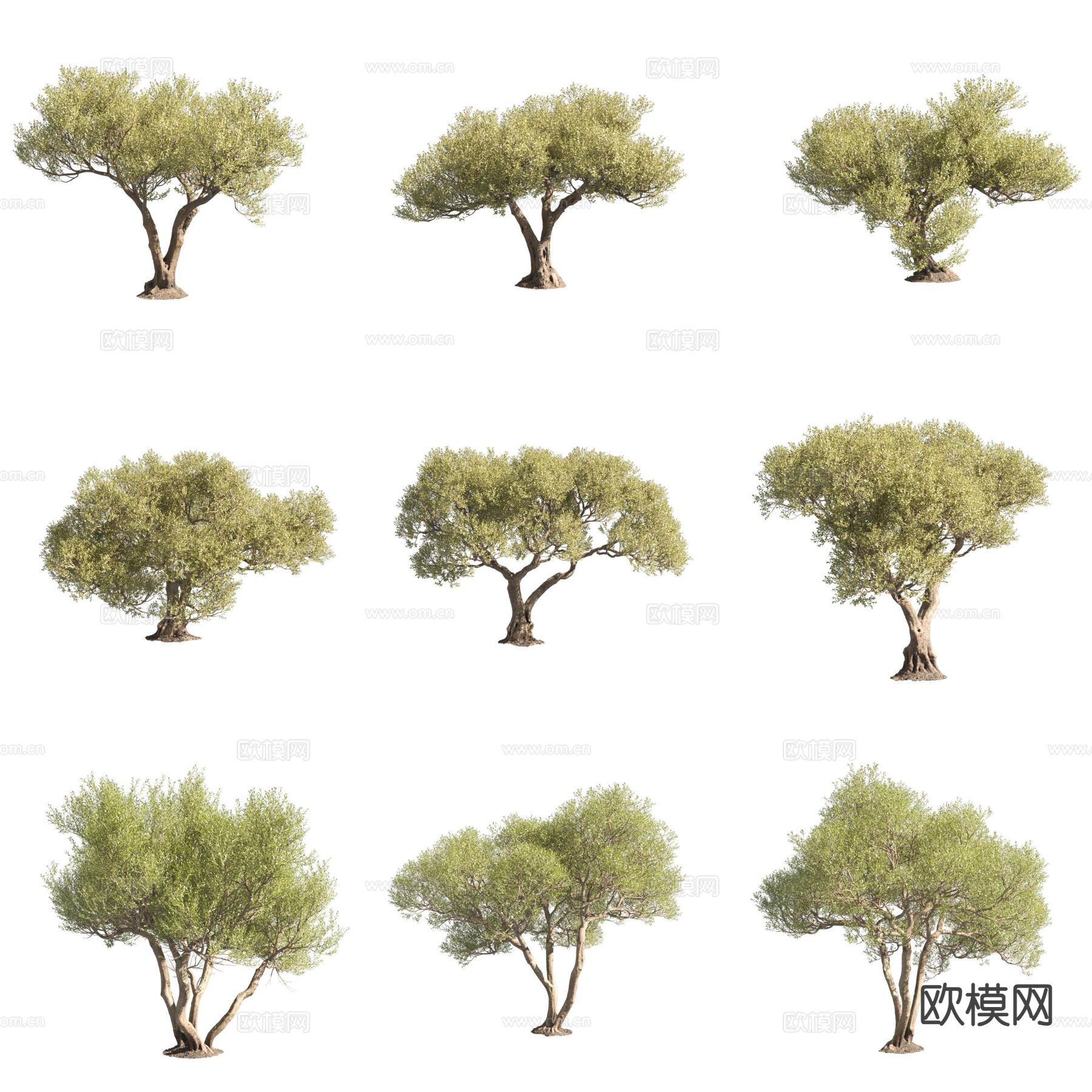 油橄榄 木犀榄 景观树3d模型