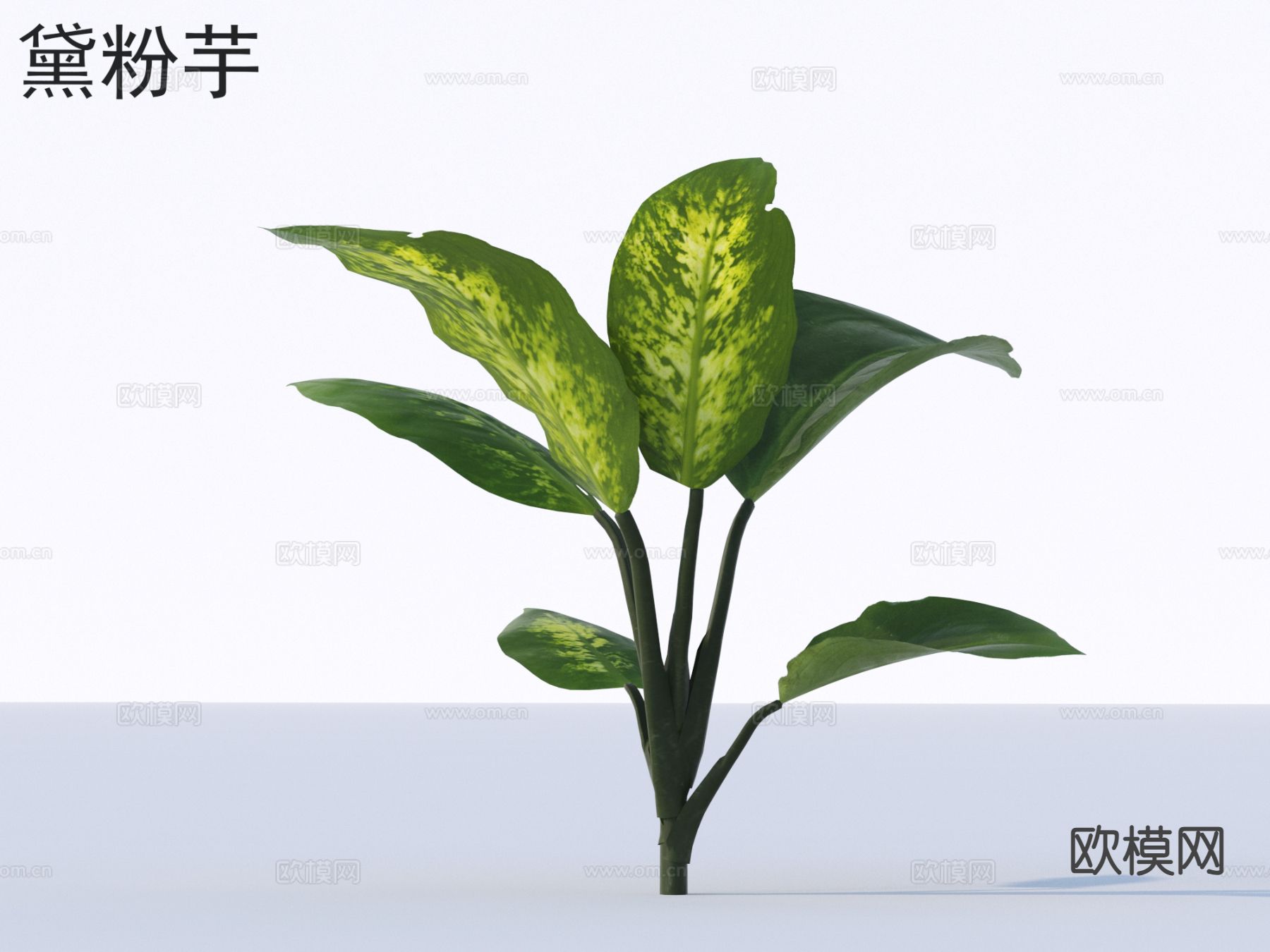 黛粉芋 花草灌木 绿植3d模型