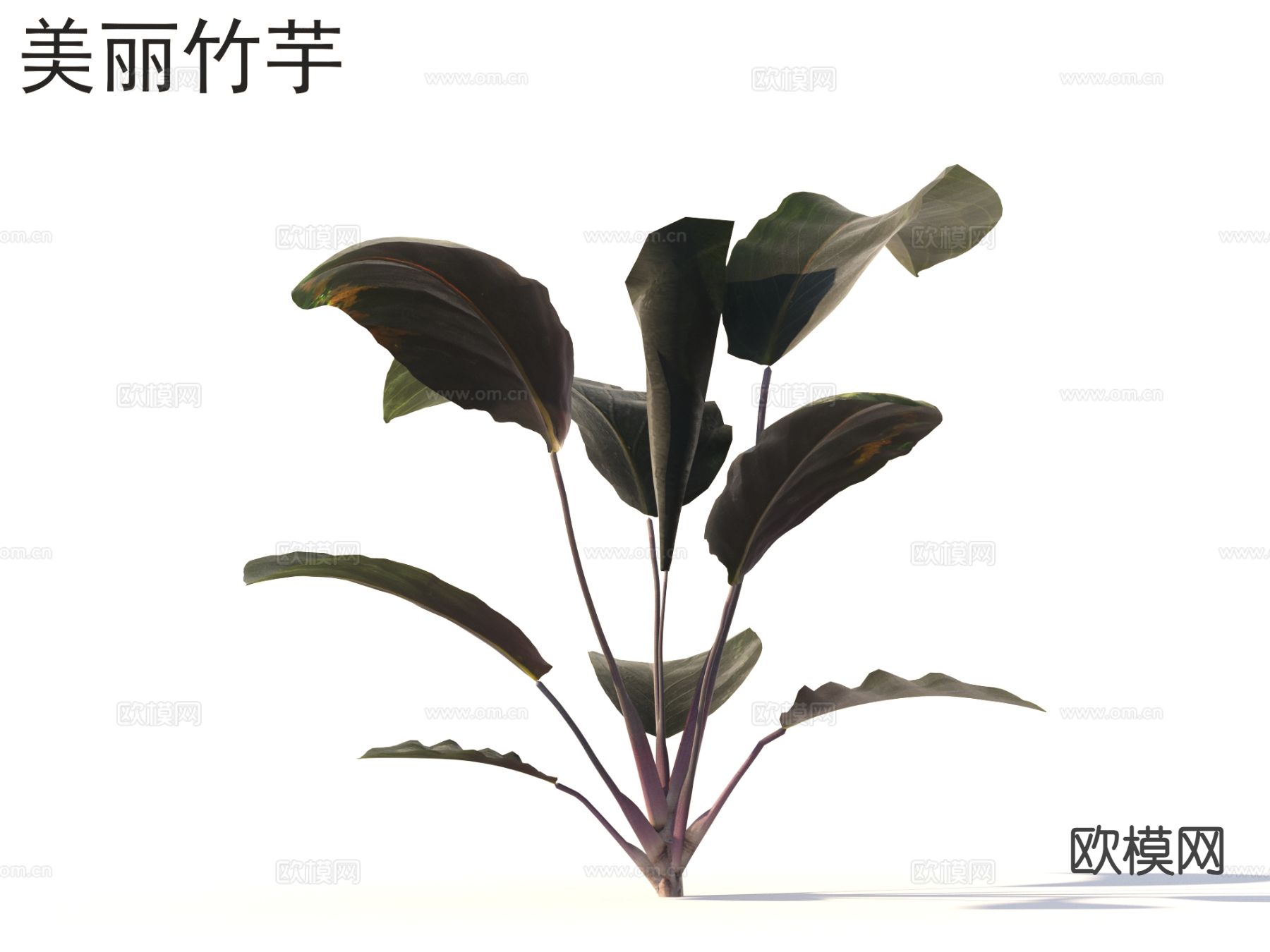 美丽竹芋 花草灌木 植物类3d模型