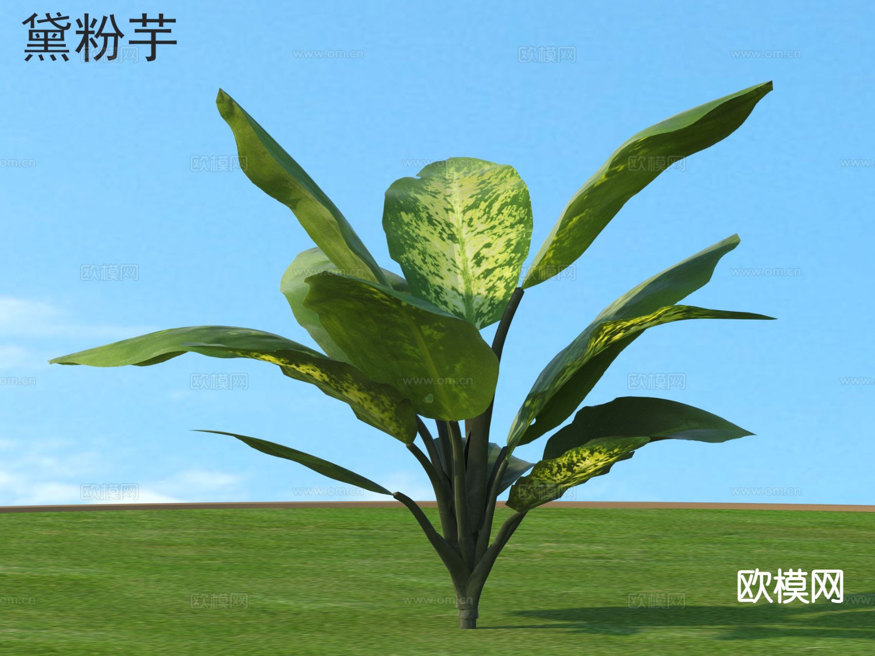 黛粉芋 花草灌木 绿植3d模型