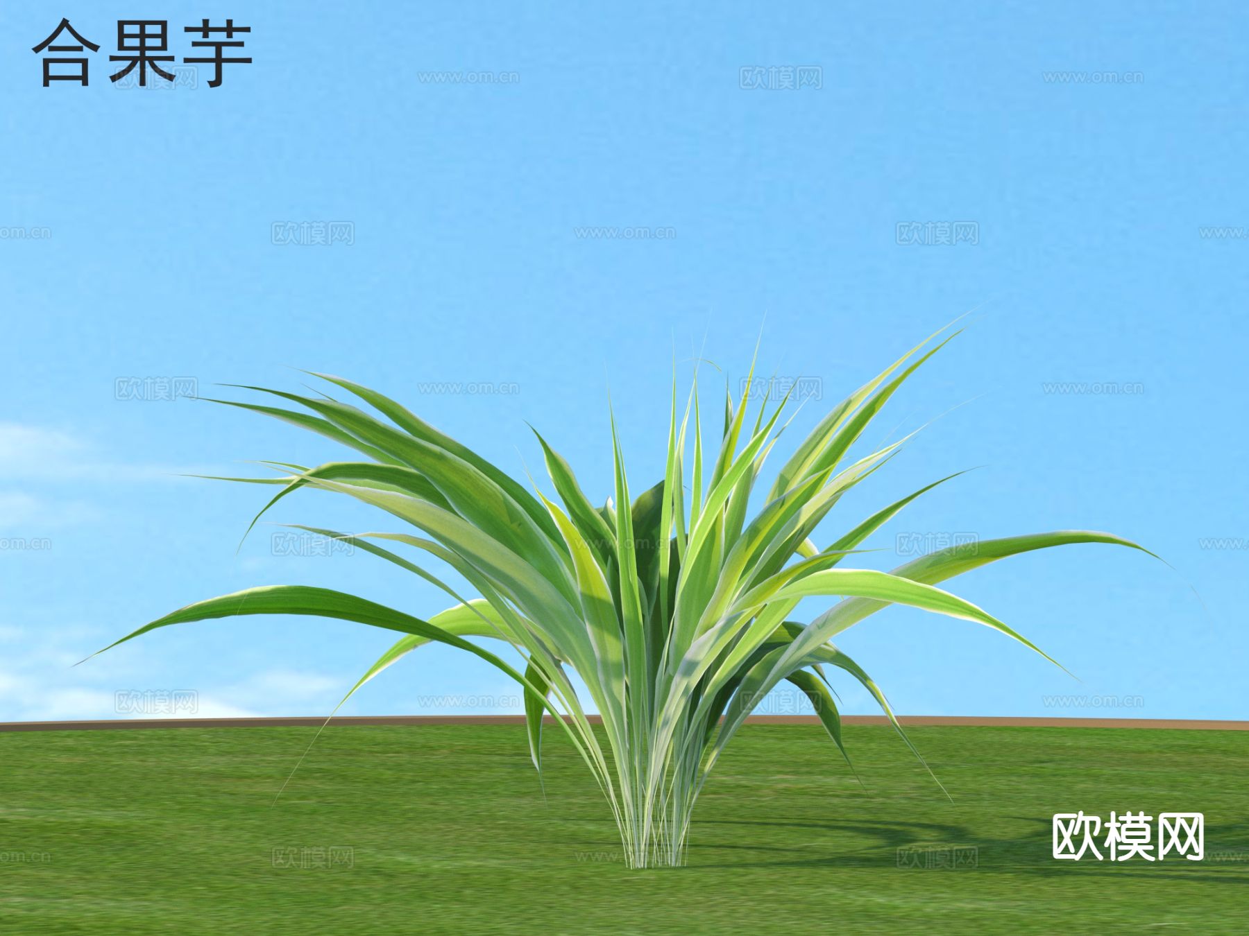 合果芋 花草灌木 植物类3d模型下载