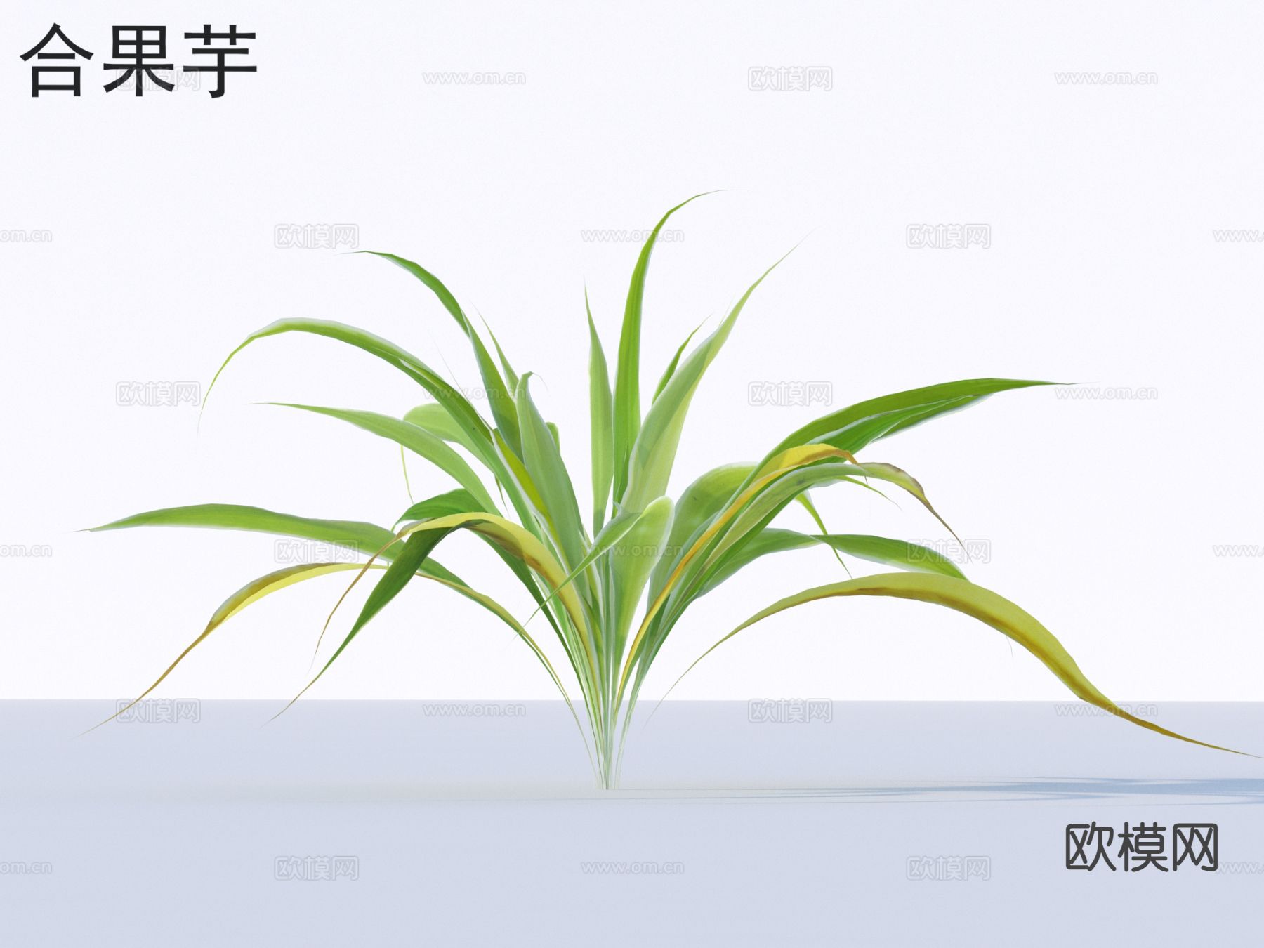 合果芋 花草灌木 植物类3d模型