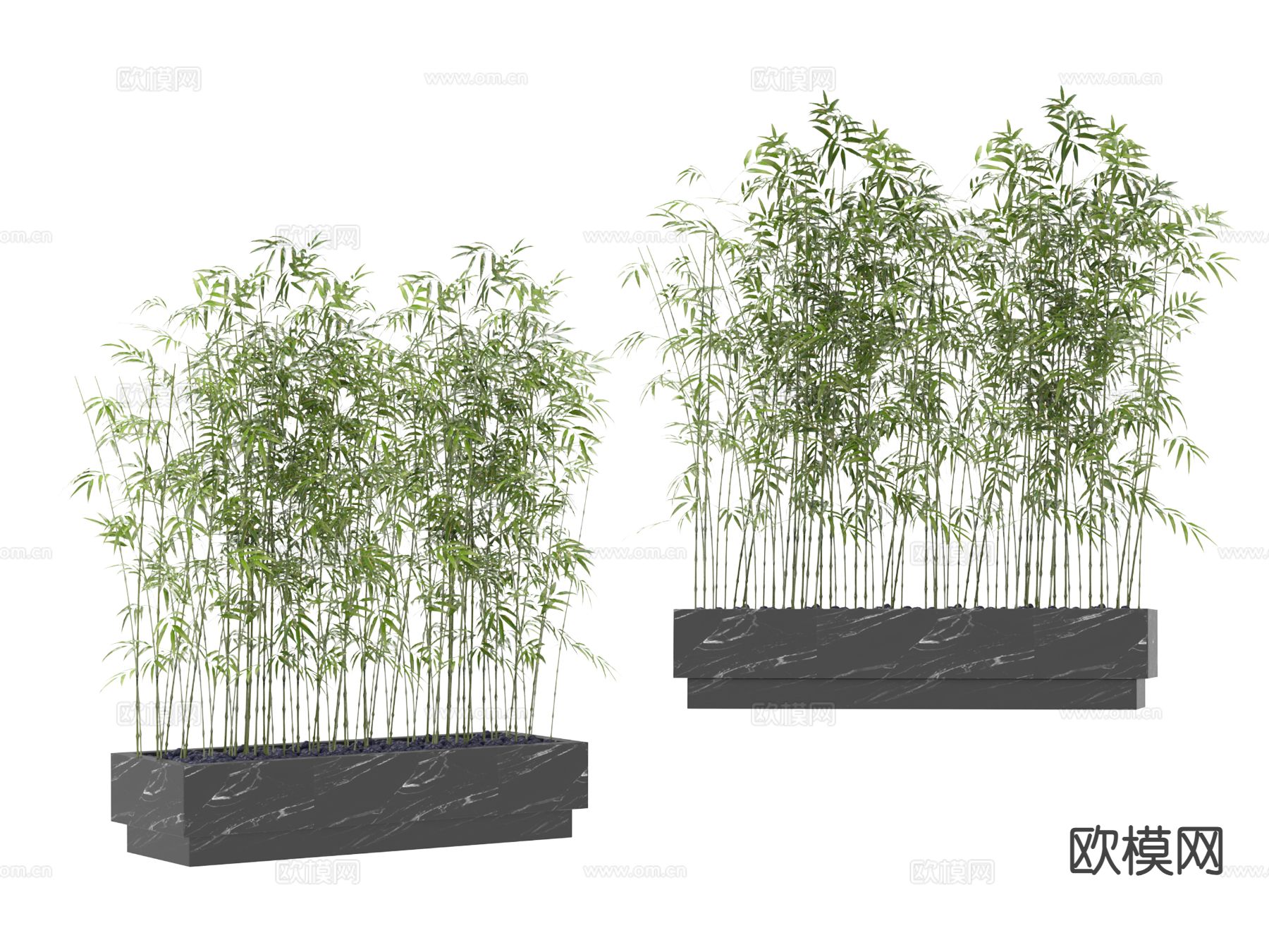 植物 竹子3d模型