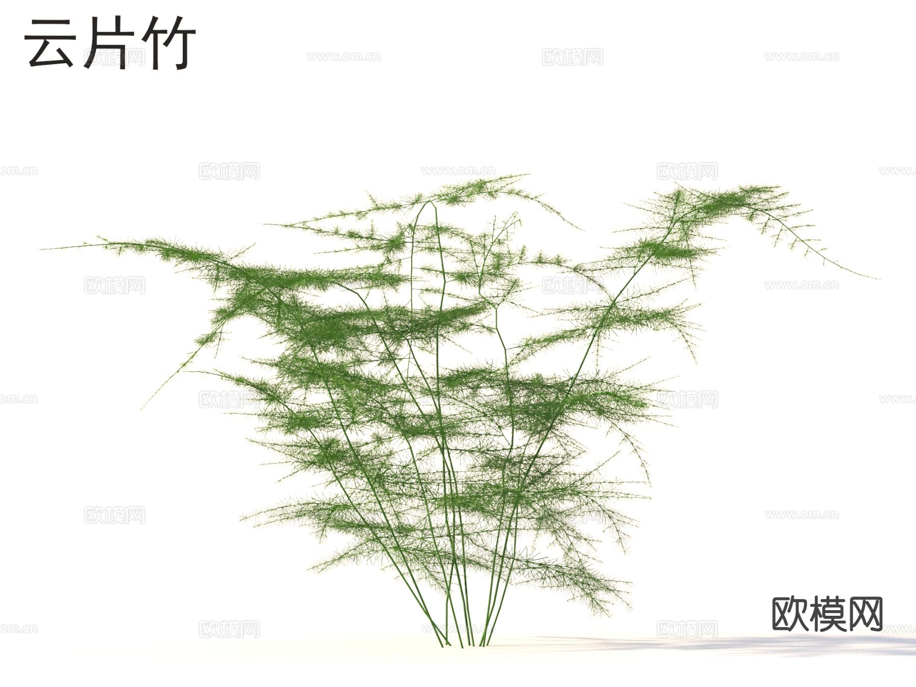 云片竹 植物类3d模型