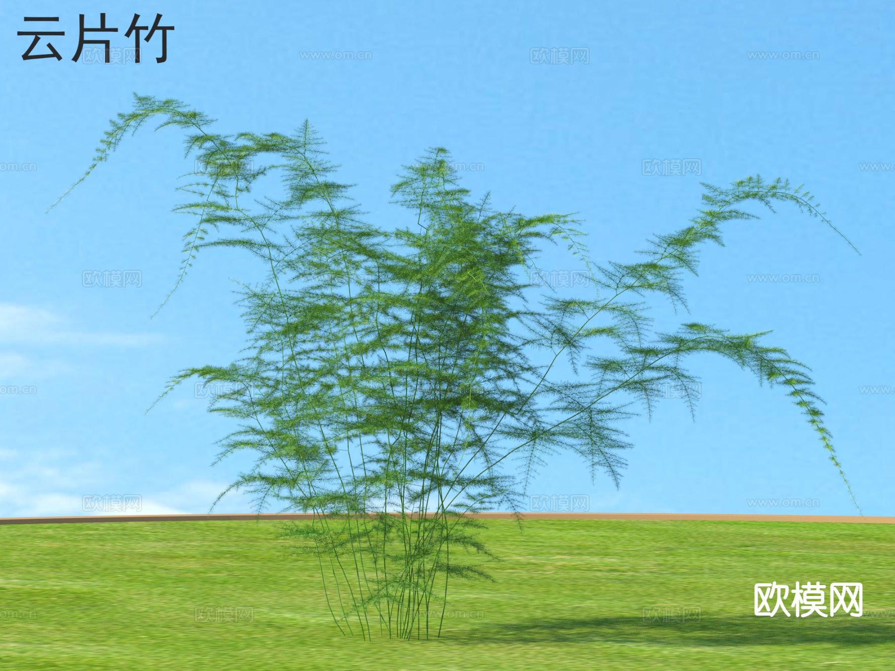 云片竹 植物类3d模型