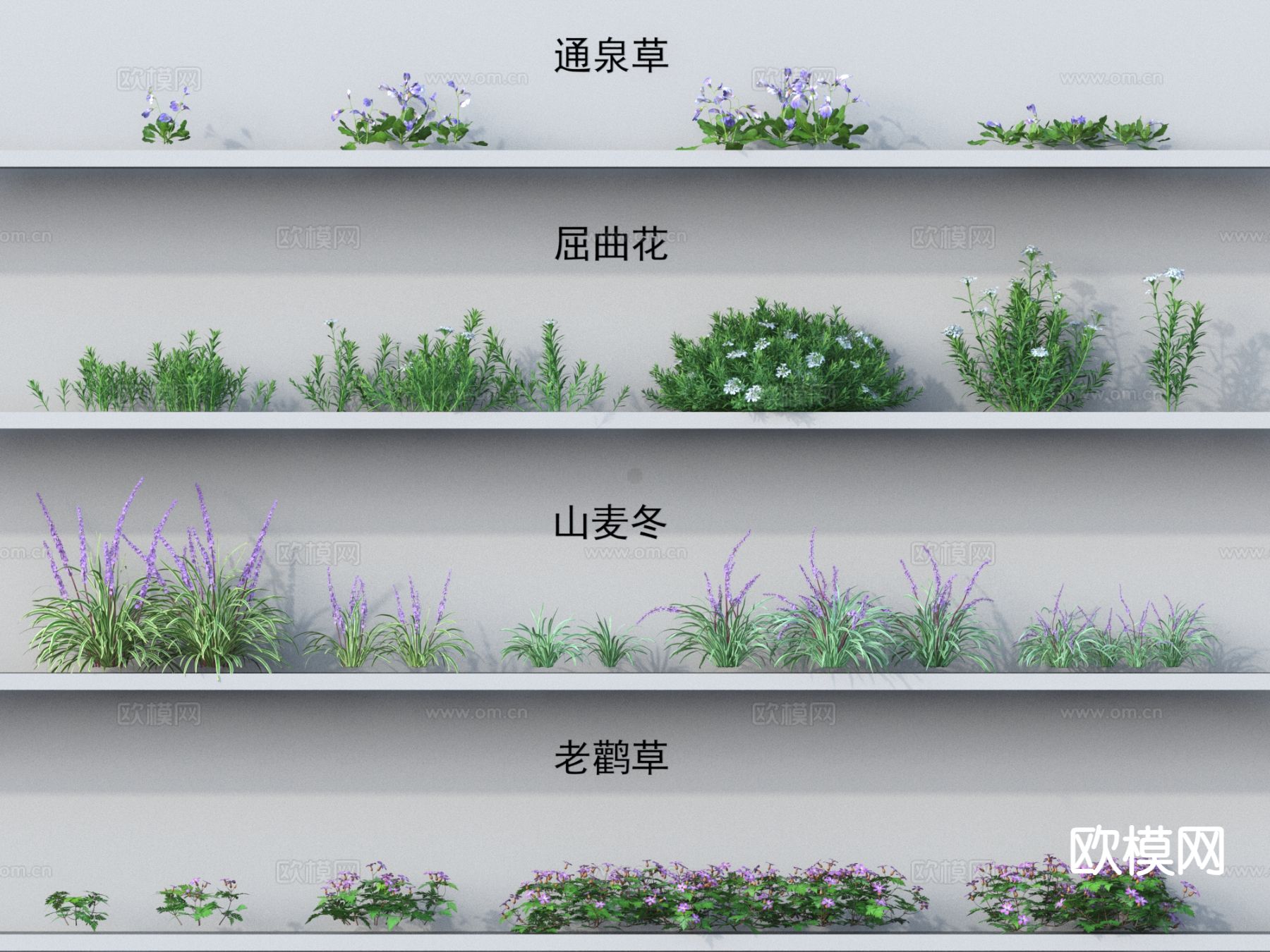 小草 通泉草 屈曲花 山麦冬 老鹳草3d模型下载