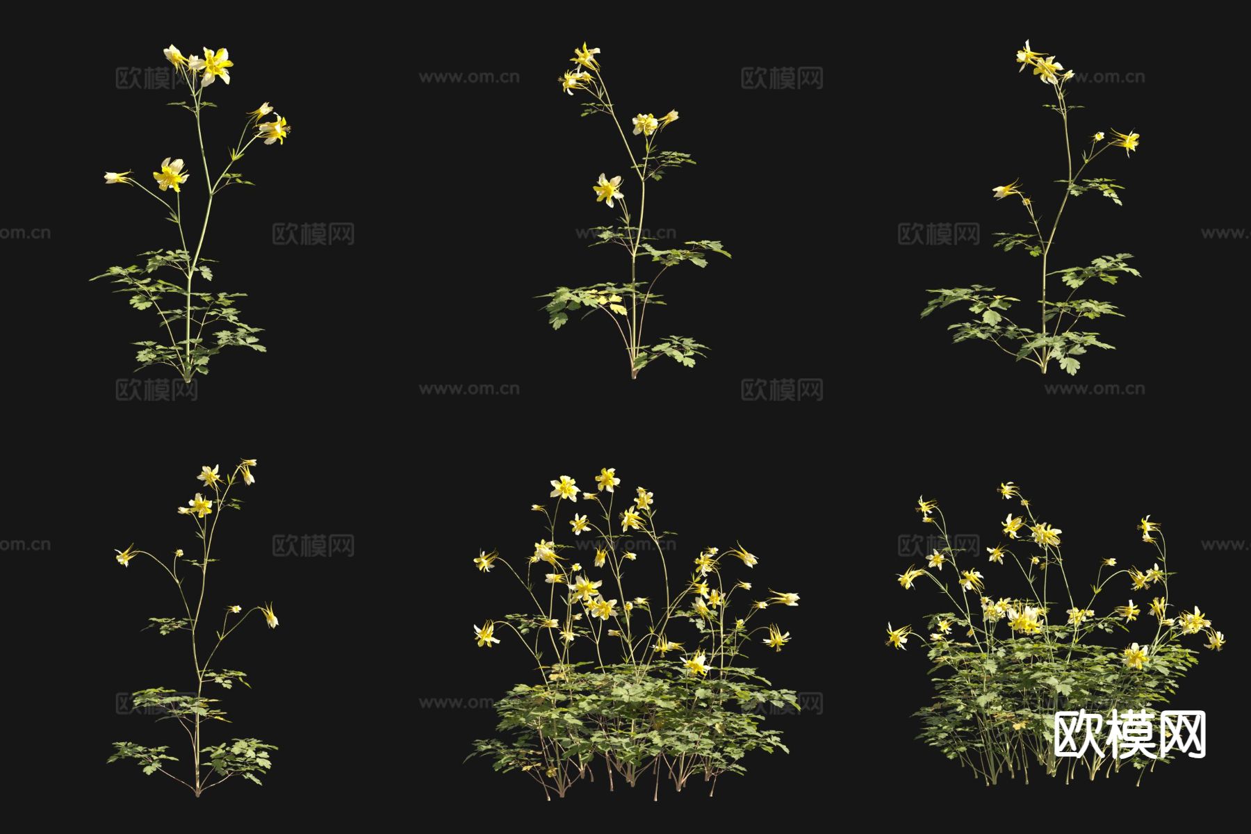 花草 黄花耧斗菜3d模型下载