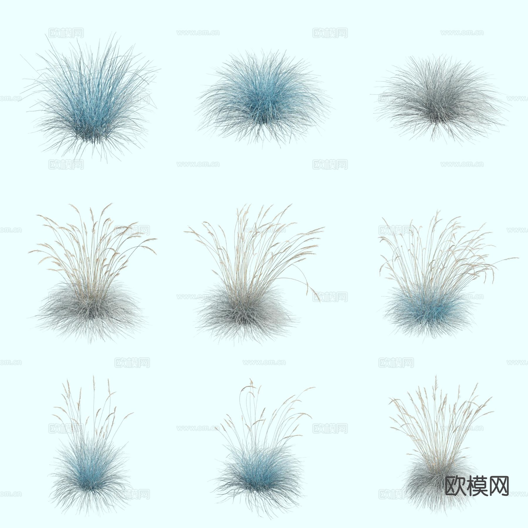 蓝燕麦草 观赏草 茅草3d模型