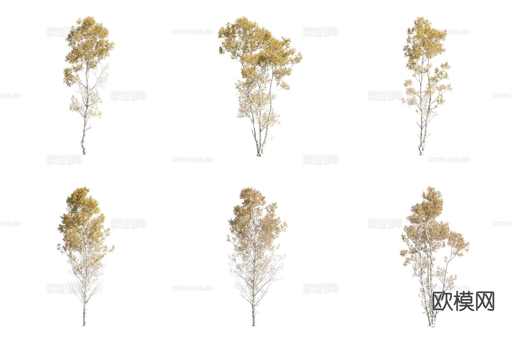 岳桦树 景观树 行道树3d模型