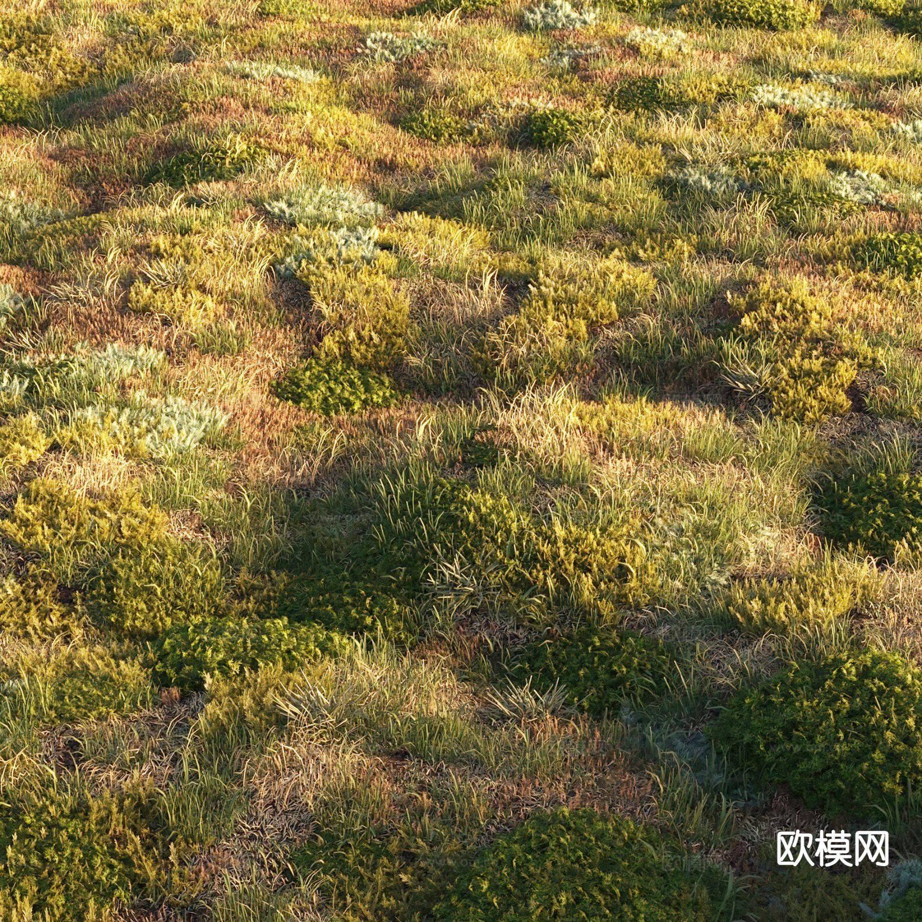 草地 草坪 花草 苔藓植物3d模型