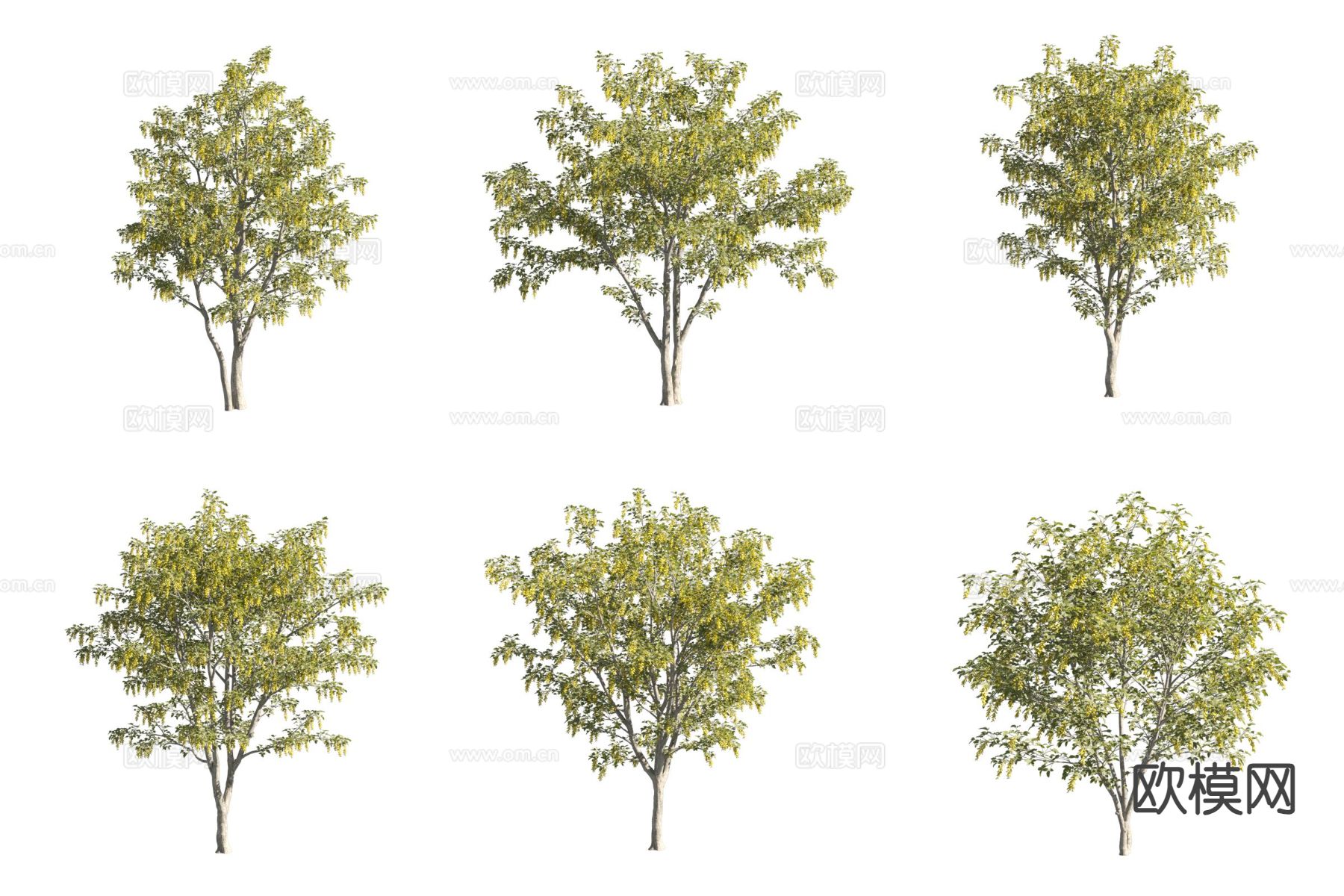 毒豆树 金链花树 景观树3d模型