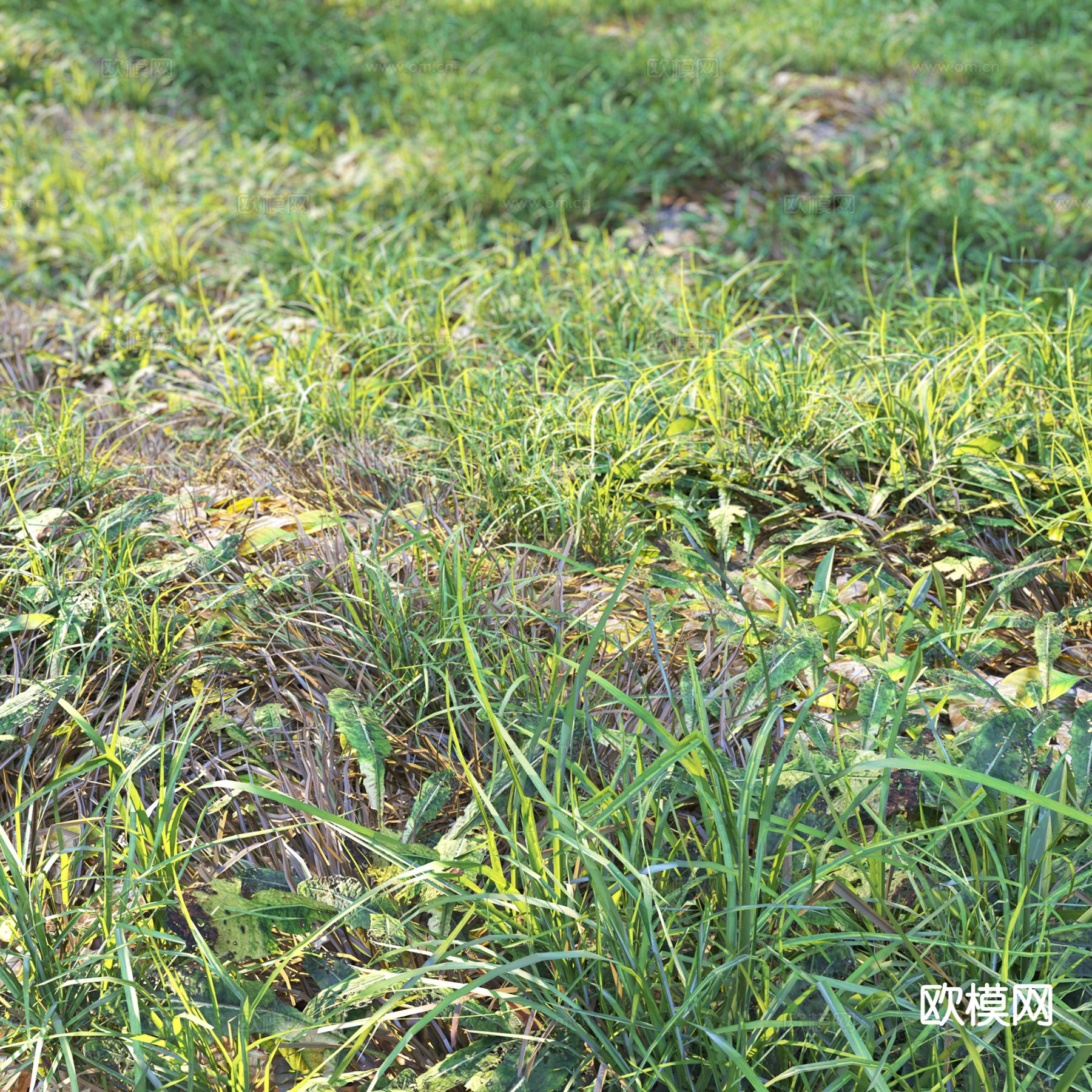 野外草地 草坪 花草植物 植被 野草3d模型