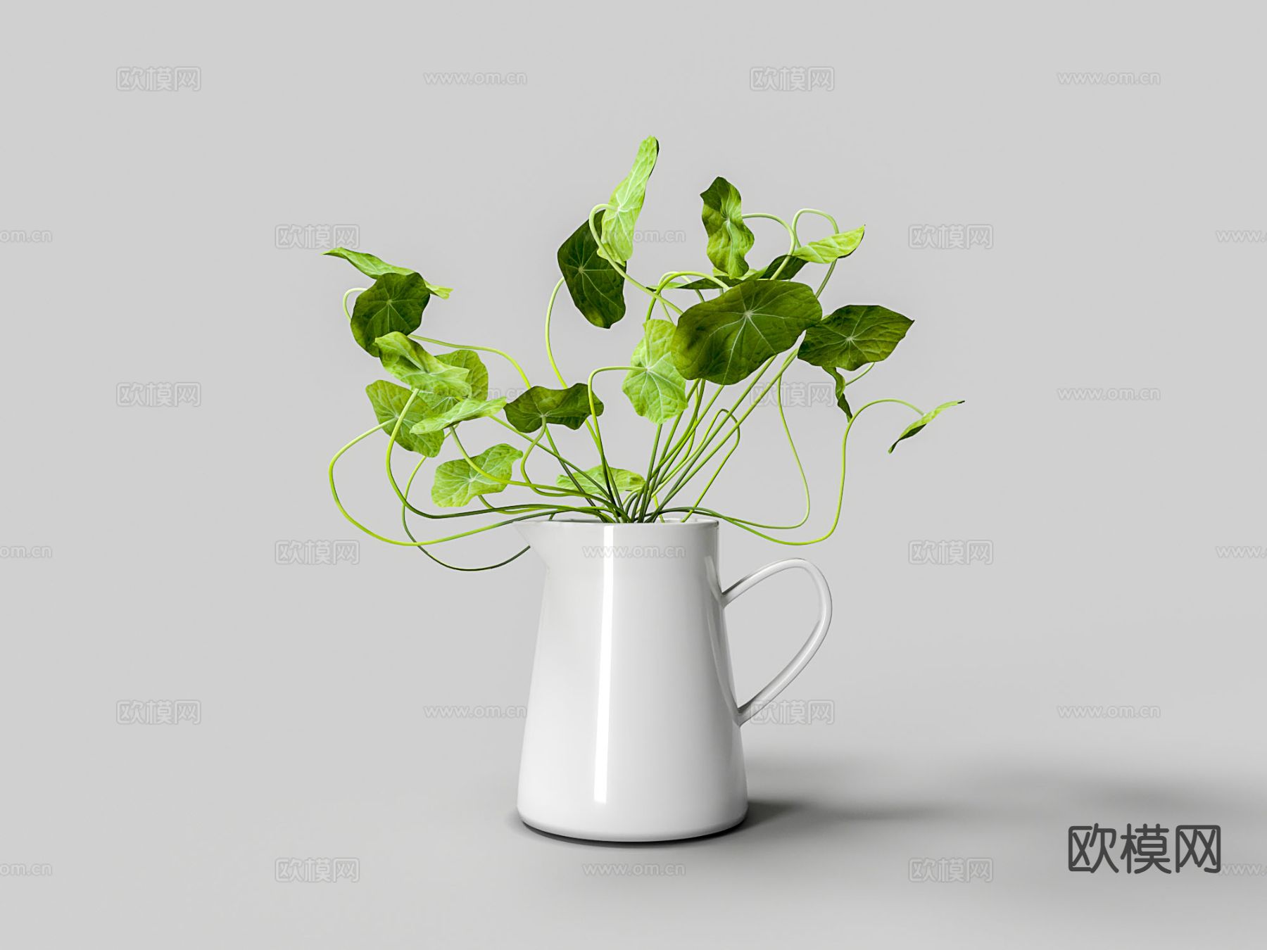 水壶花 金钱叶 水生植物3d模型