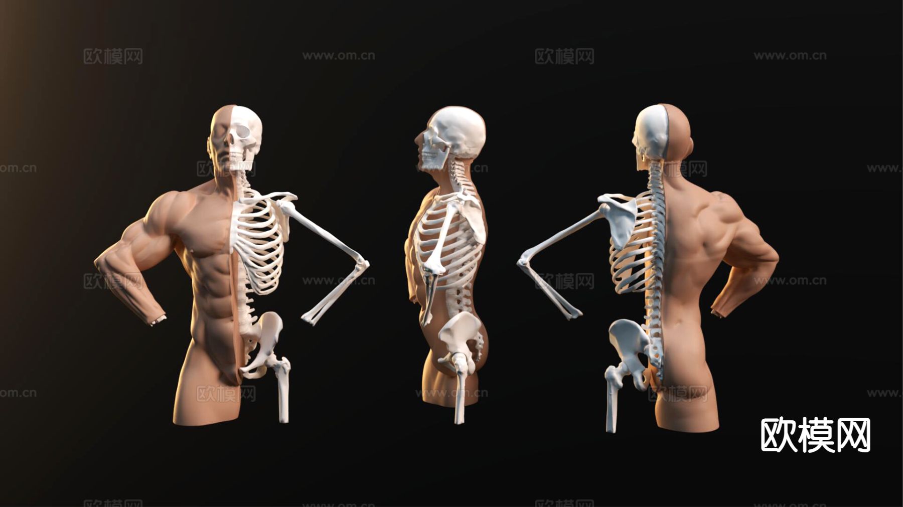 人体骨骼 医学设备3d模型