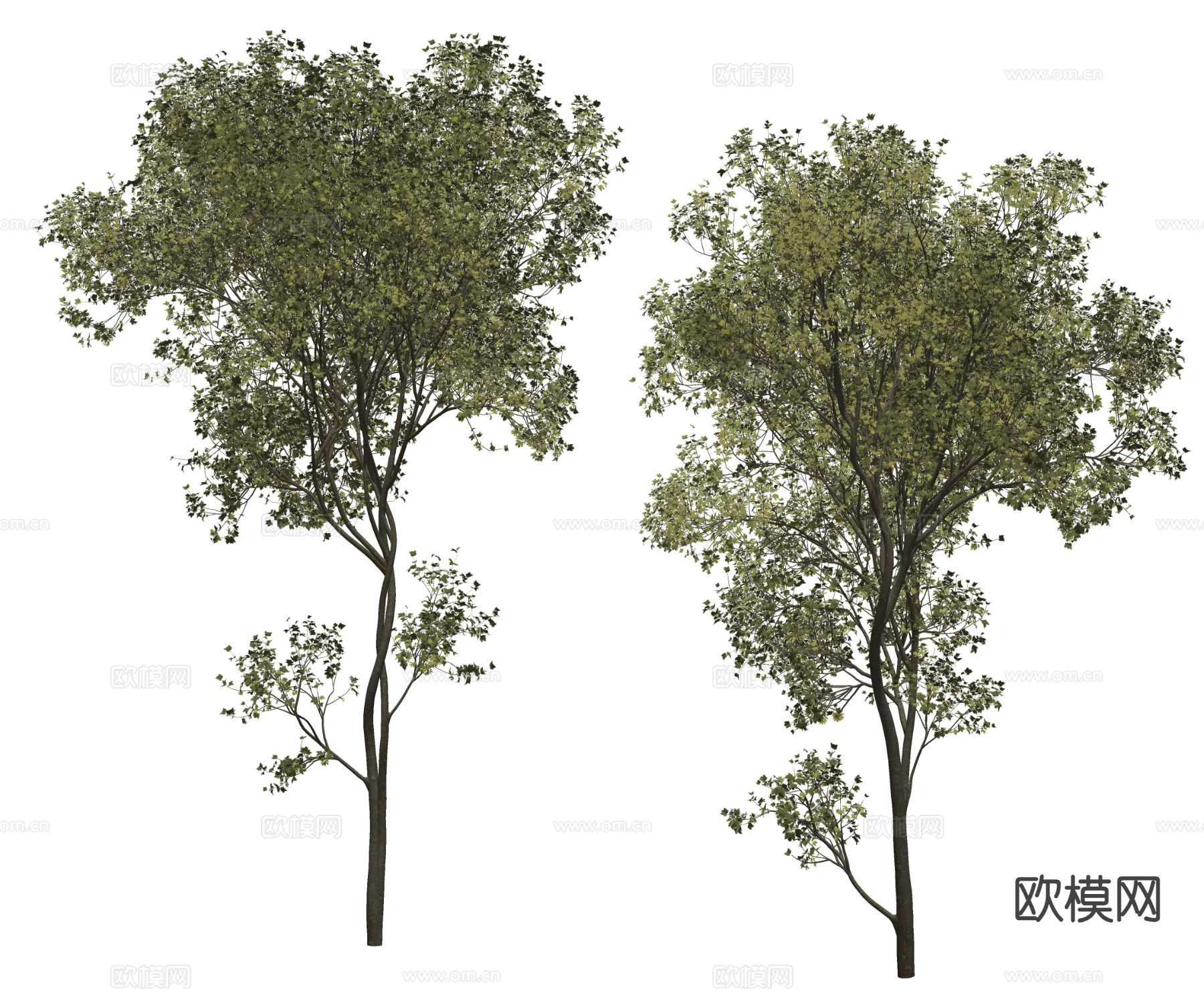 景观树 行道树 大树su模型下载（渲染图1）