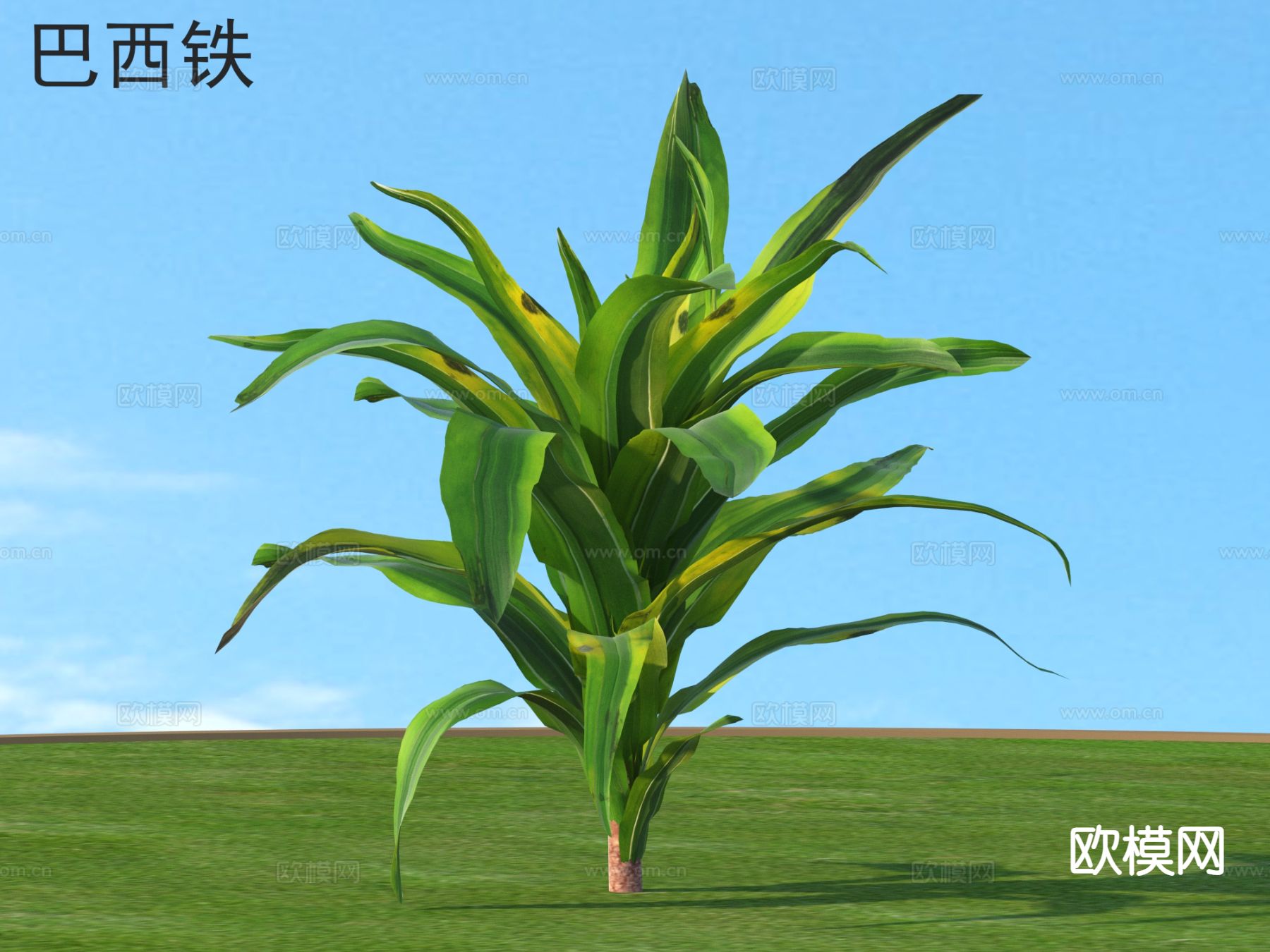 巴西铁 花草灌木 植物类3d模型