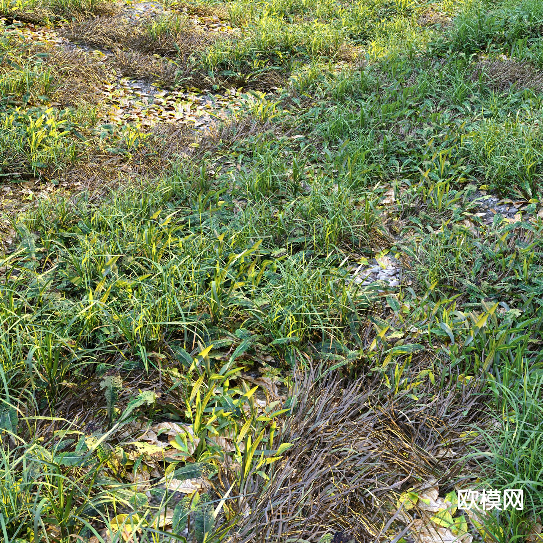 野外草地 草坪 花草植物 植被 野草3d模型