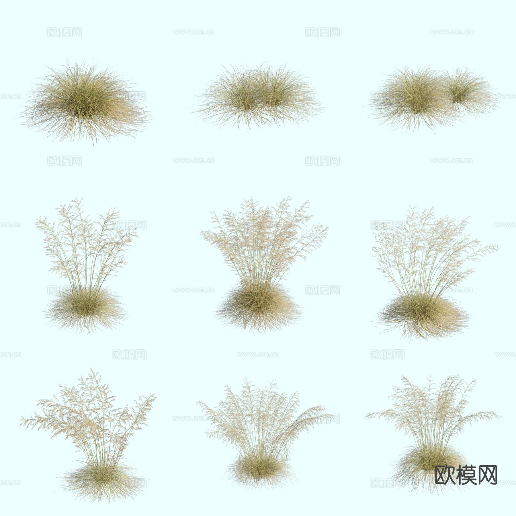 发草 观赏草 茅草 花草3d模型