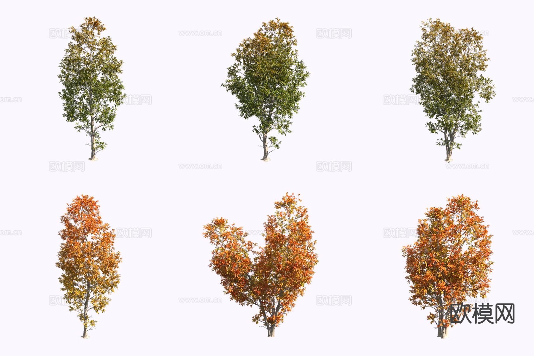 花白蜡树 花梣 植物3d模型