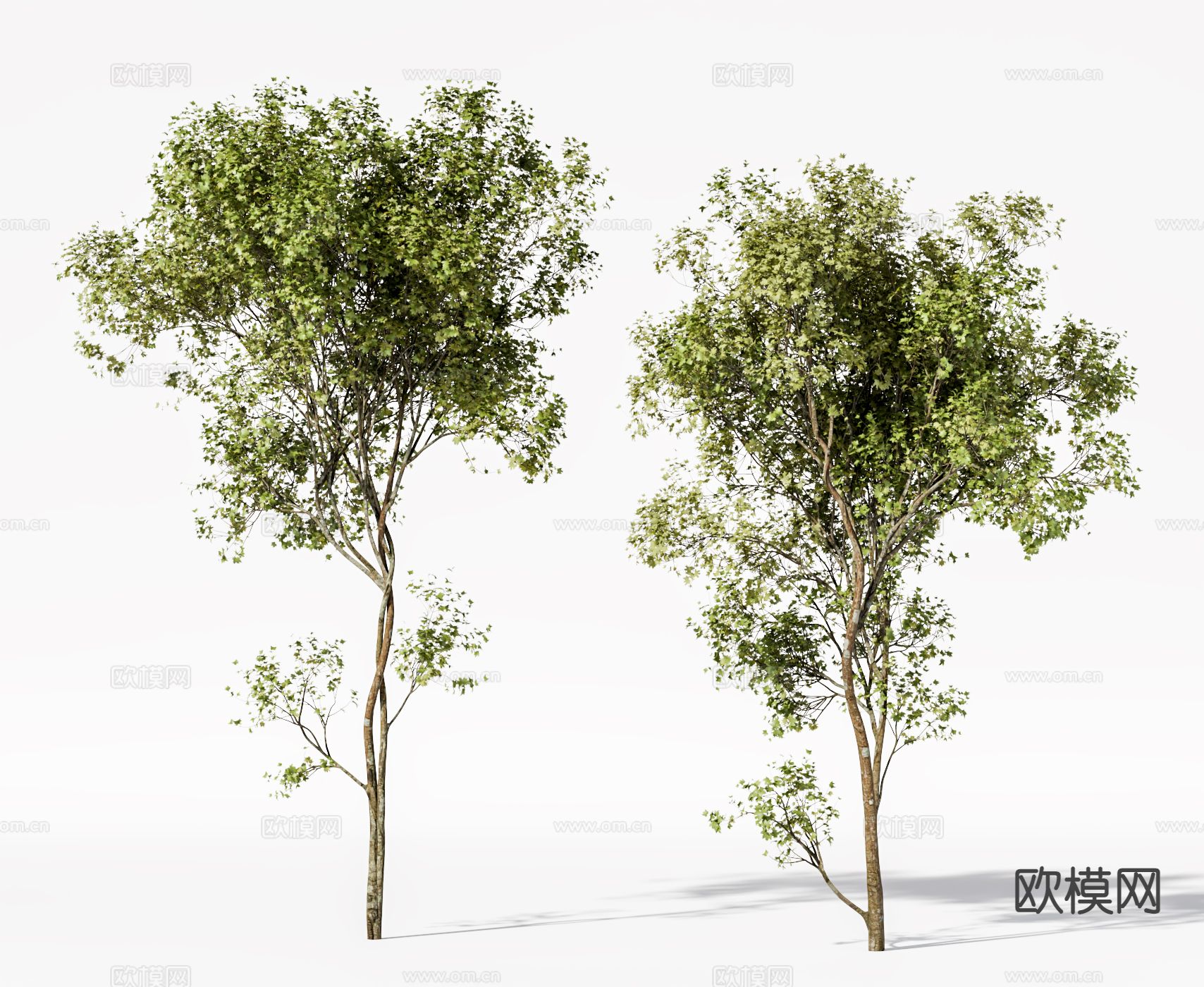 景观树 行道树 大树su模型下载（渲染图2）
