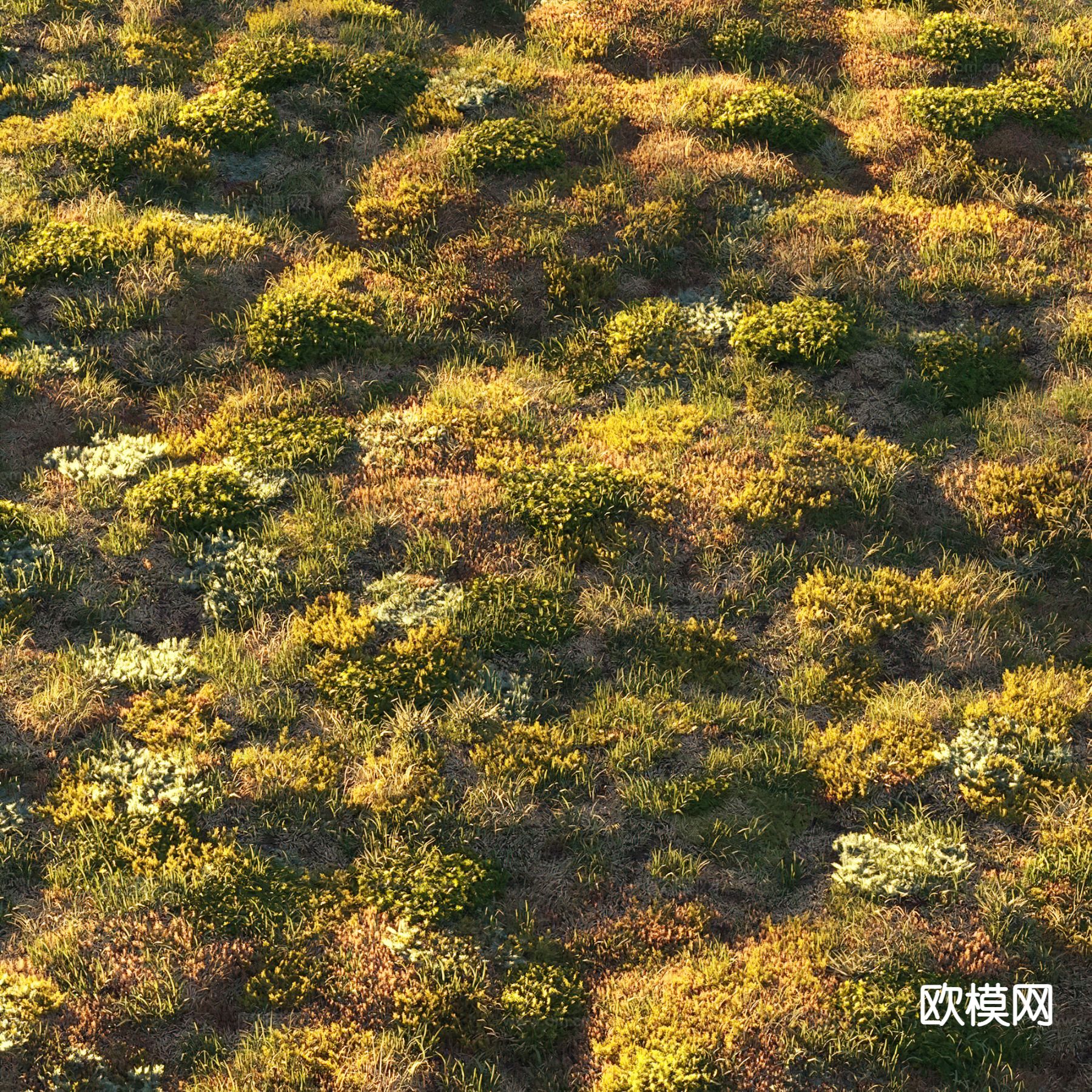 草地 草坪 花草 苔藓植物3d模型