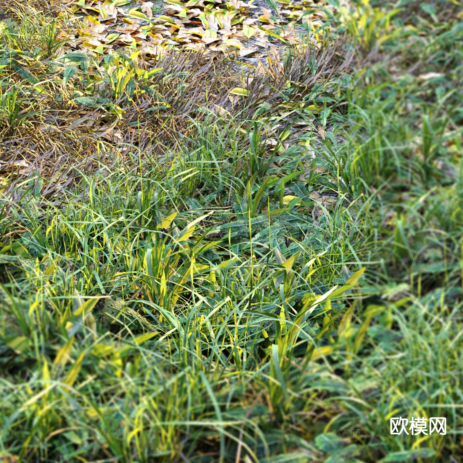 野外草地 草坪 花草植物 植被 野草3d模型