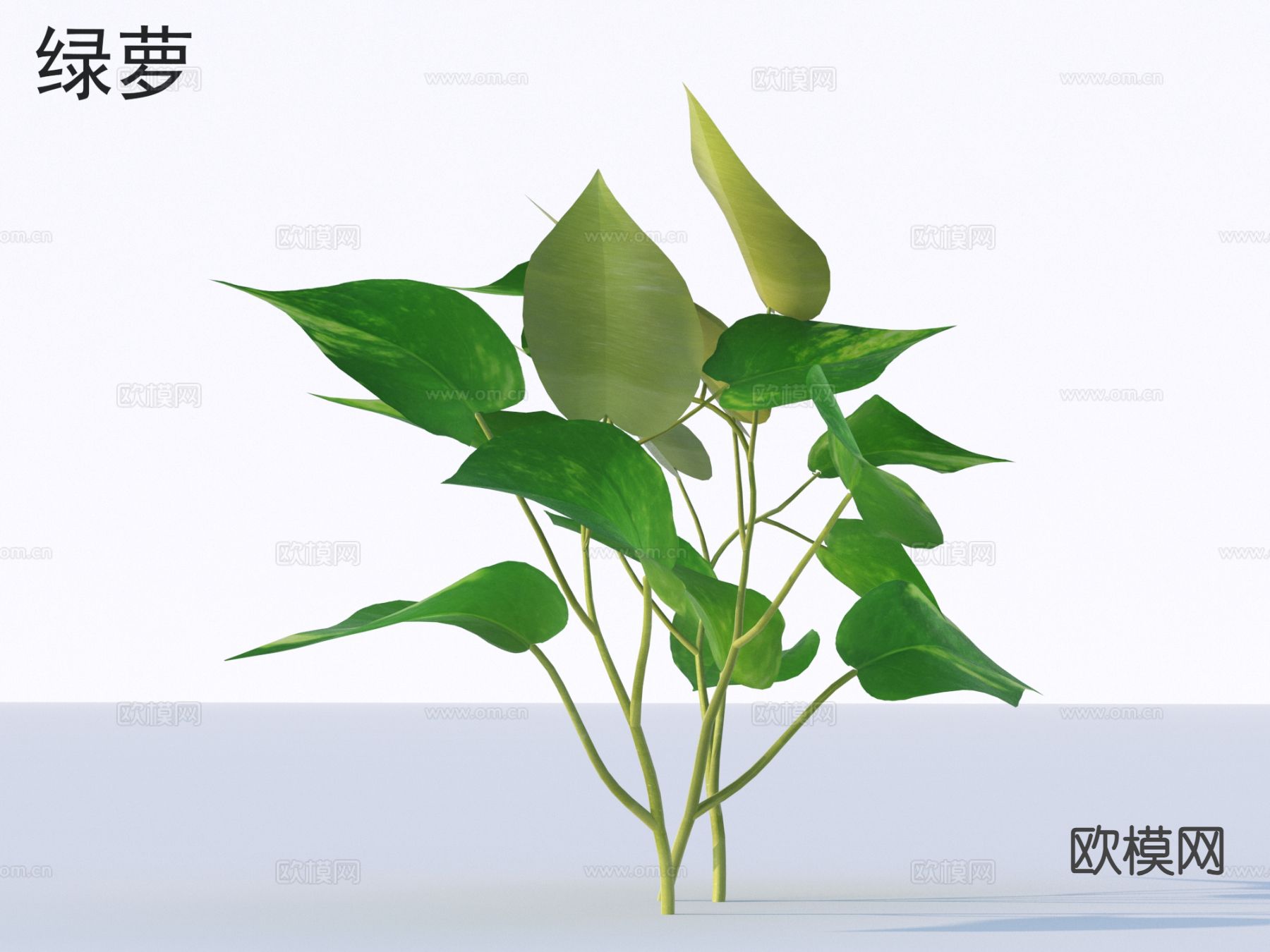 绿萝 花草灌木3d模型