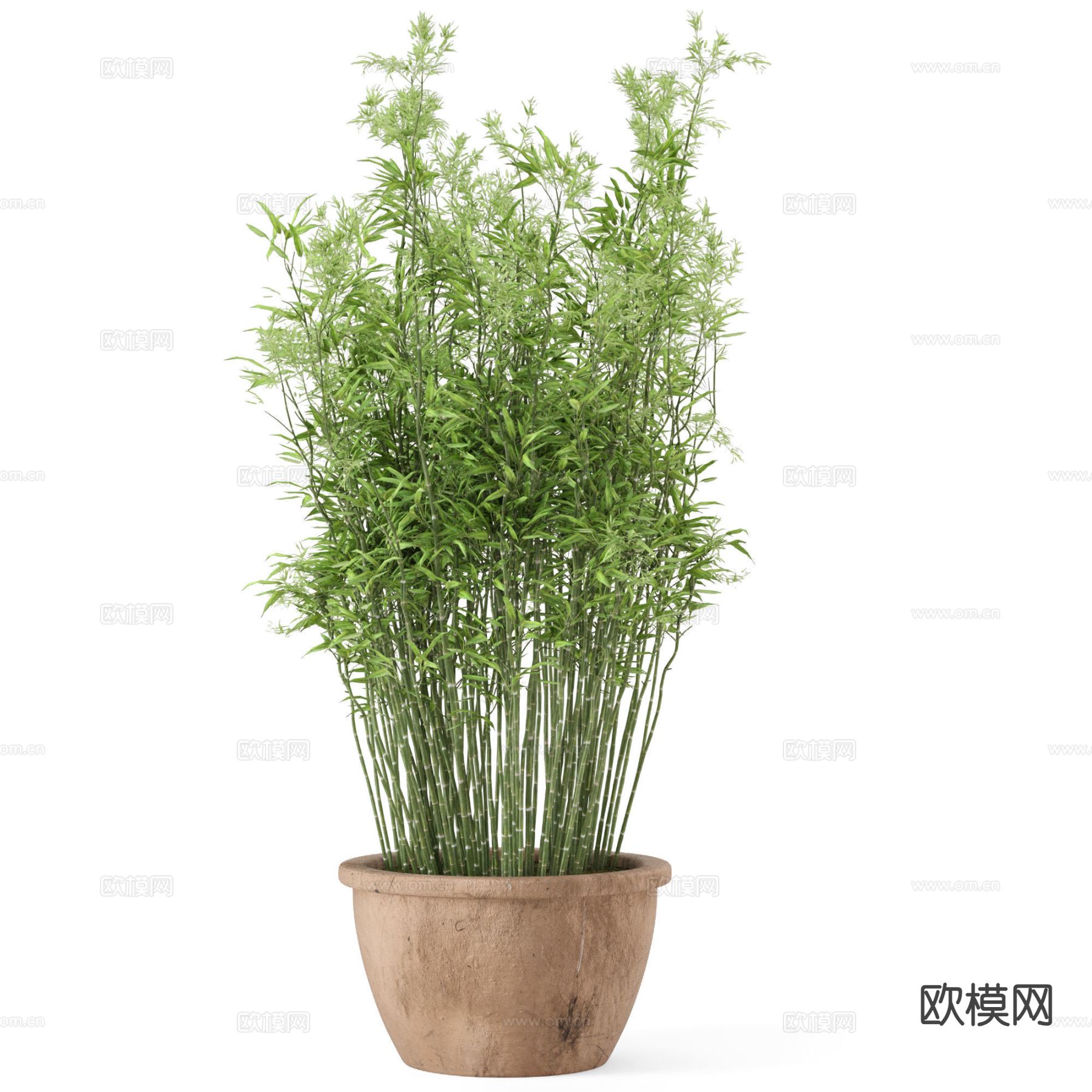 盆栽 竹子 植物3d模型