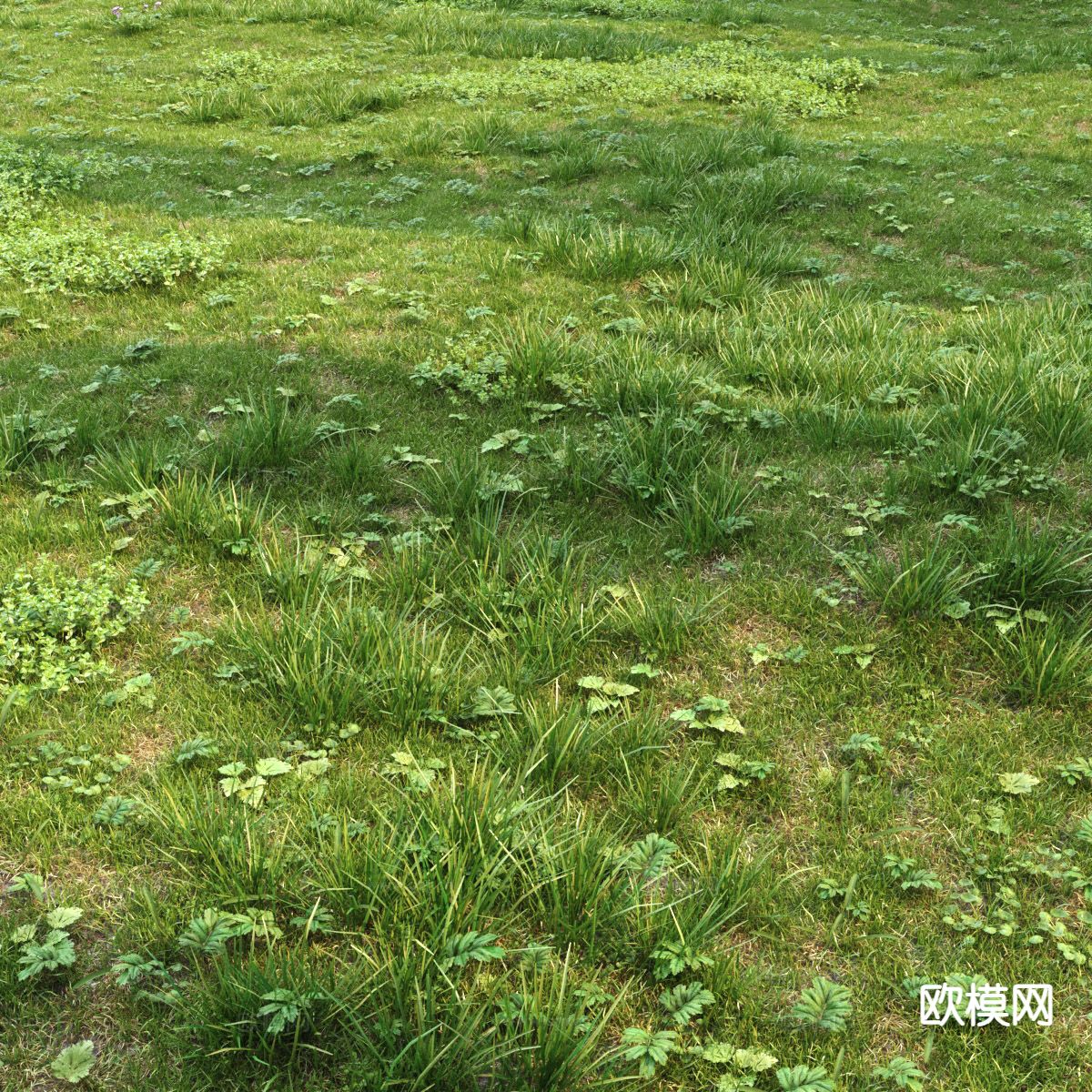 野外草地 草坪 野草杂草 花草3d模型