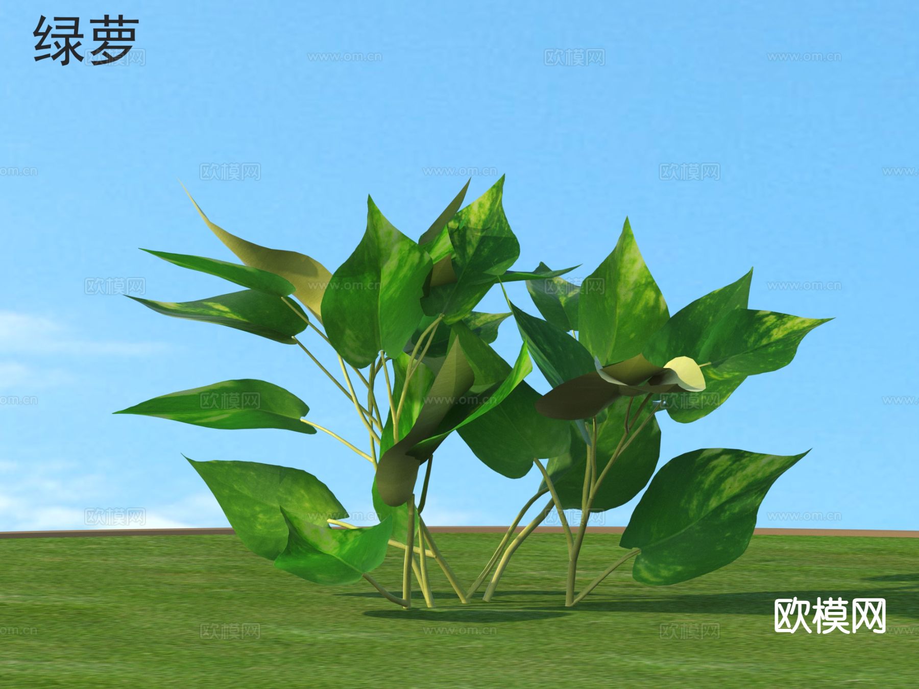 绿萝 花草灌木3d模型