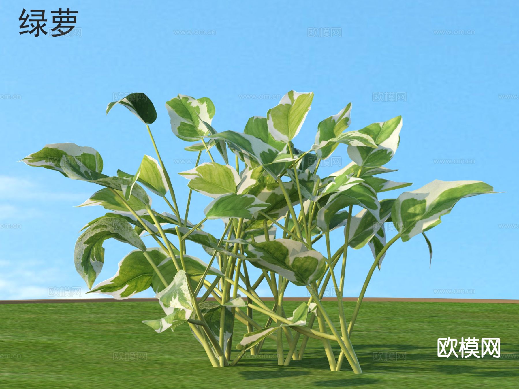 绿萝 花草灌木 植物类3d模型