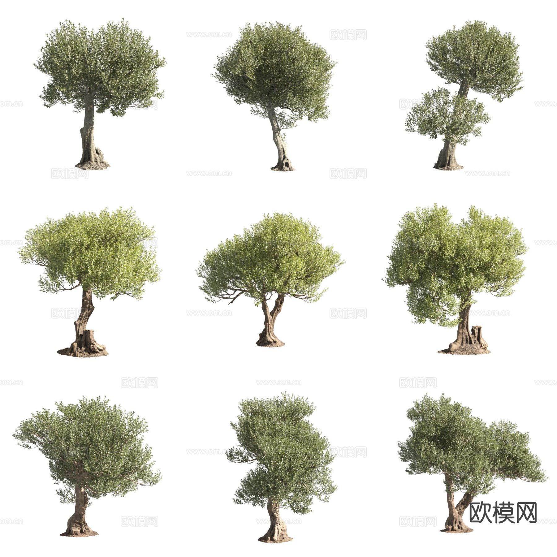 油橄榄 木犀榄 景观树3d模型