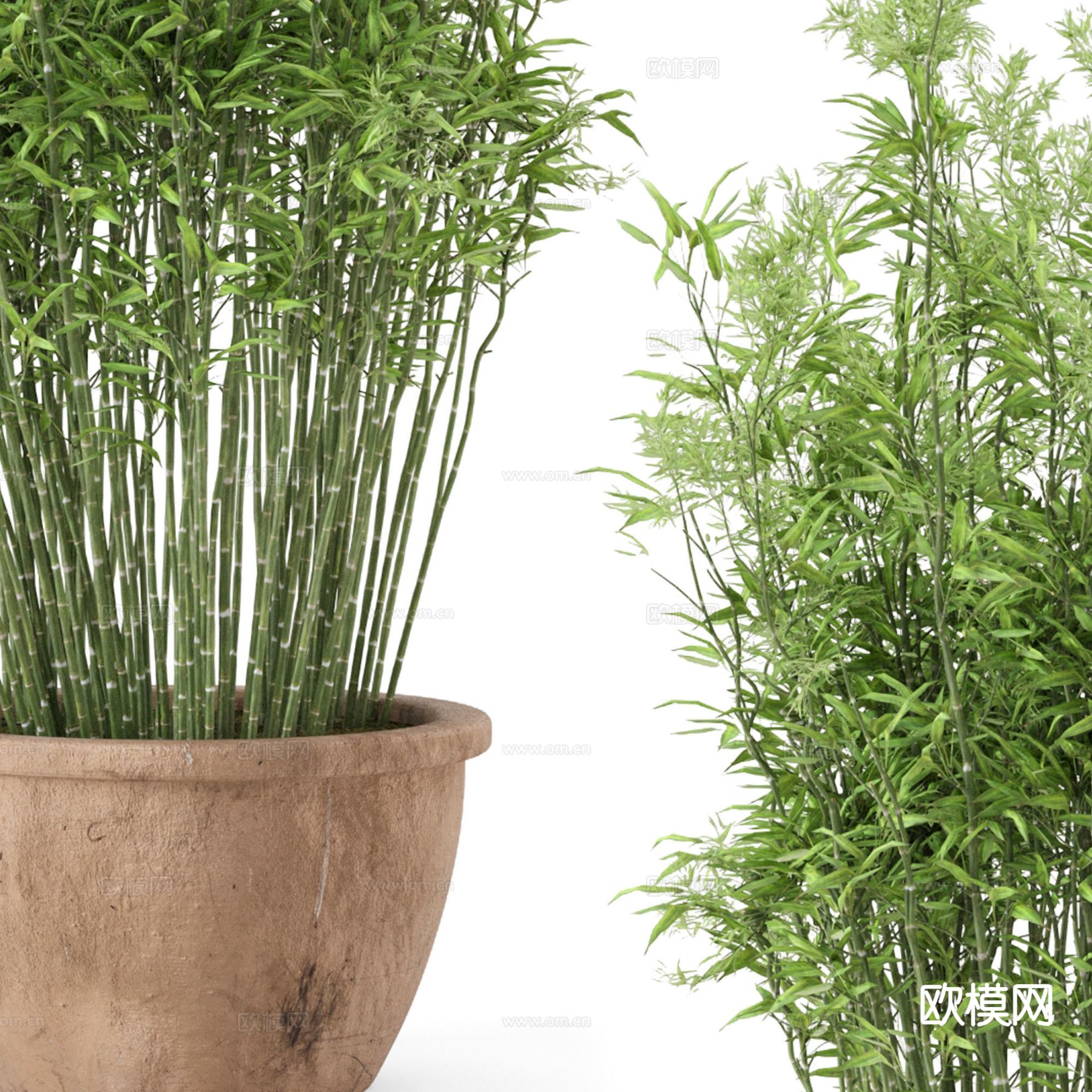 盆栽 竹子 植物3d模型