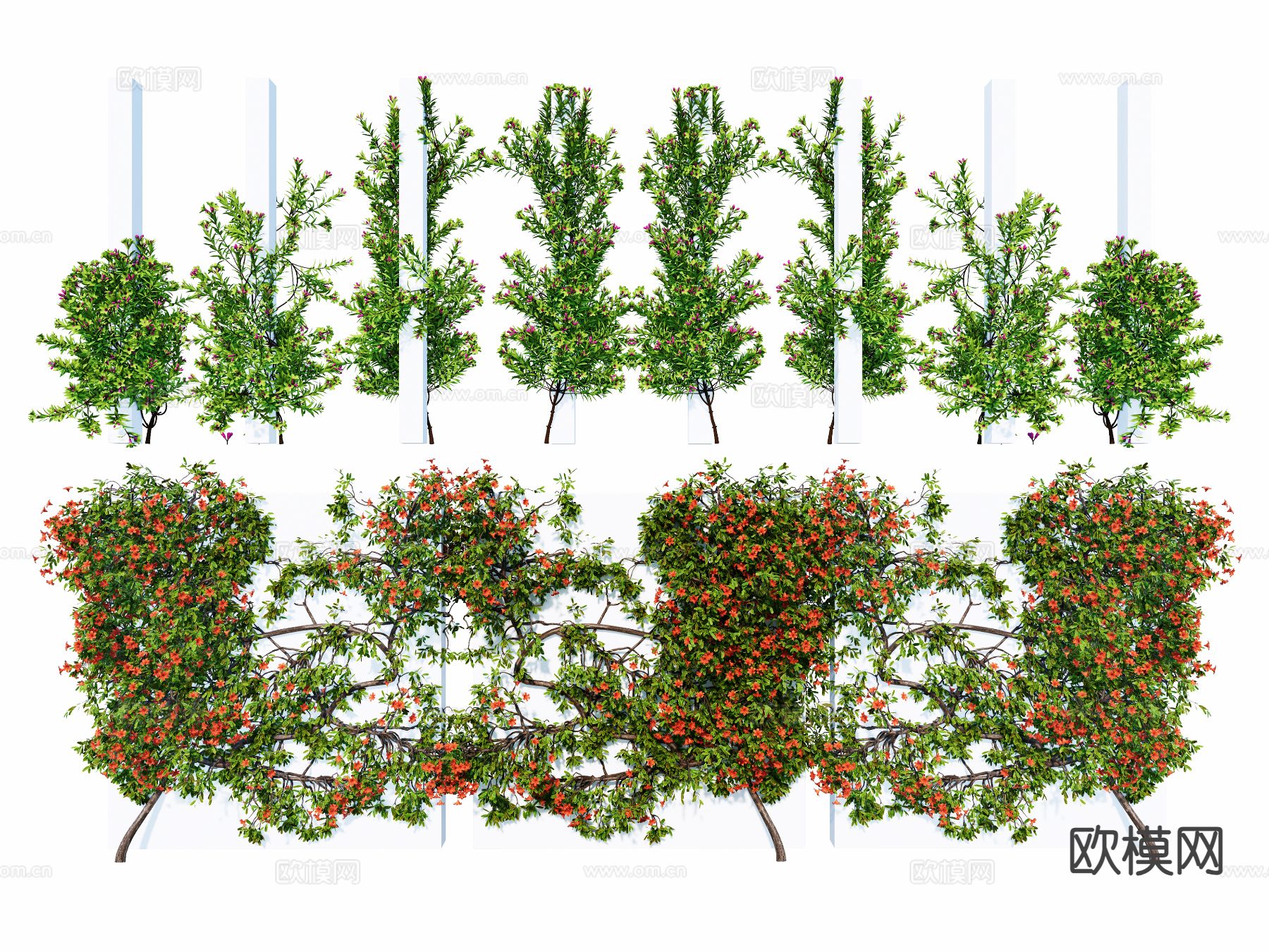 现代爬藤植物 凌霄 藤本月季 爬山虎3d模型