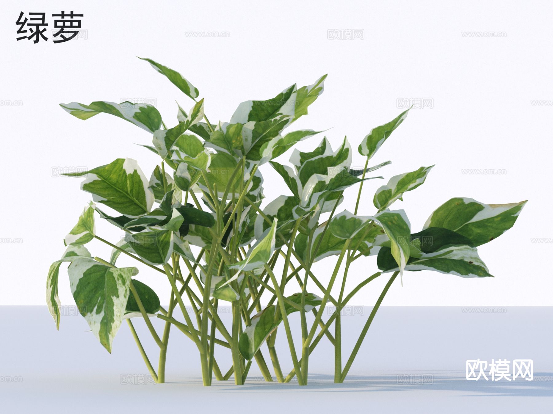 绿萝 花草灌木 植物类3d模型