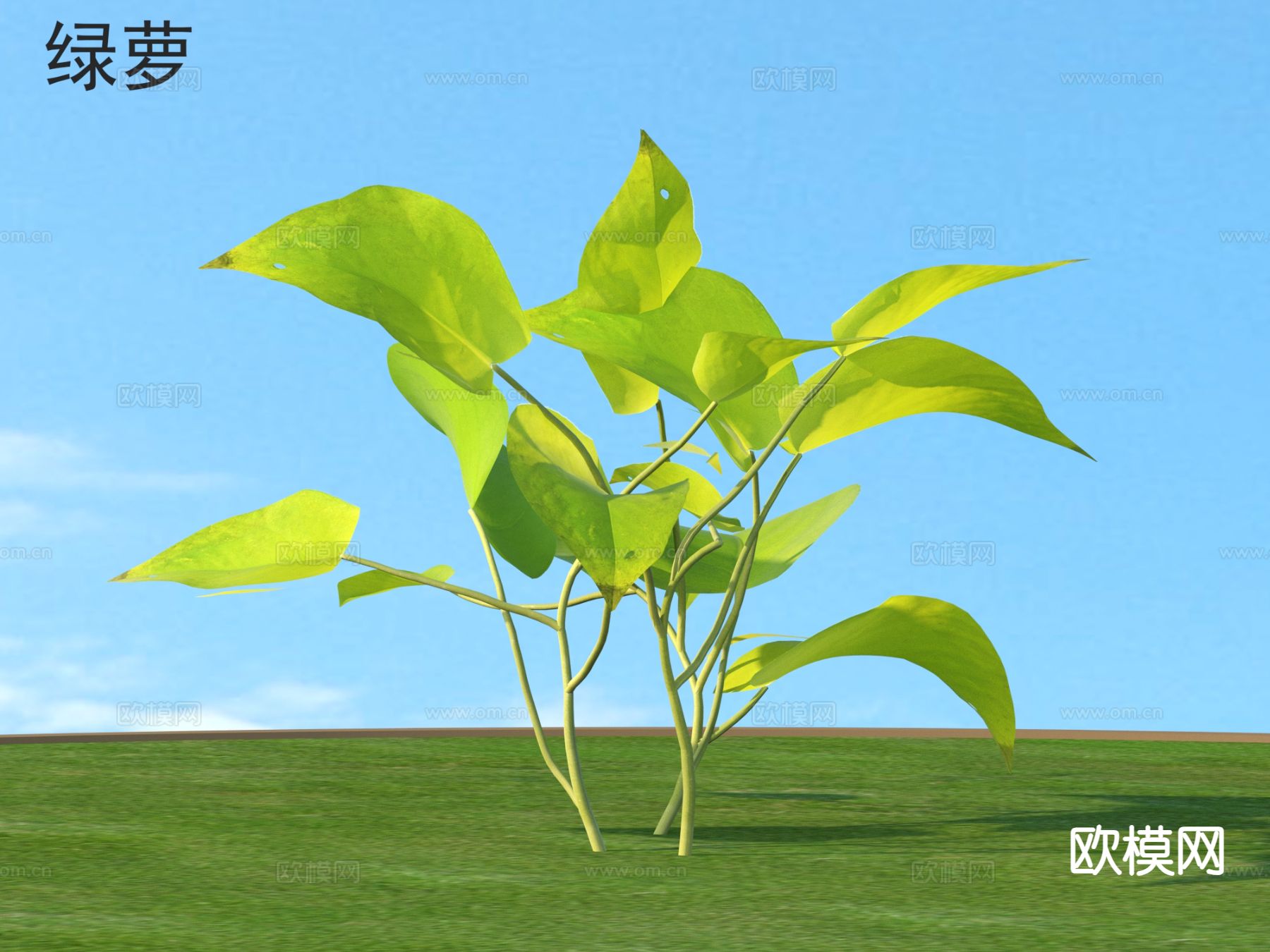 绿萝 花草灌木3d模型