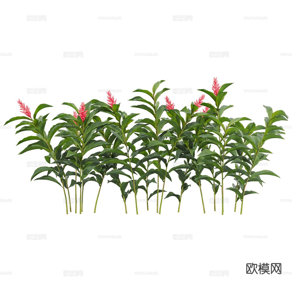 现代植物 花草3d模型